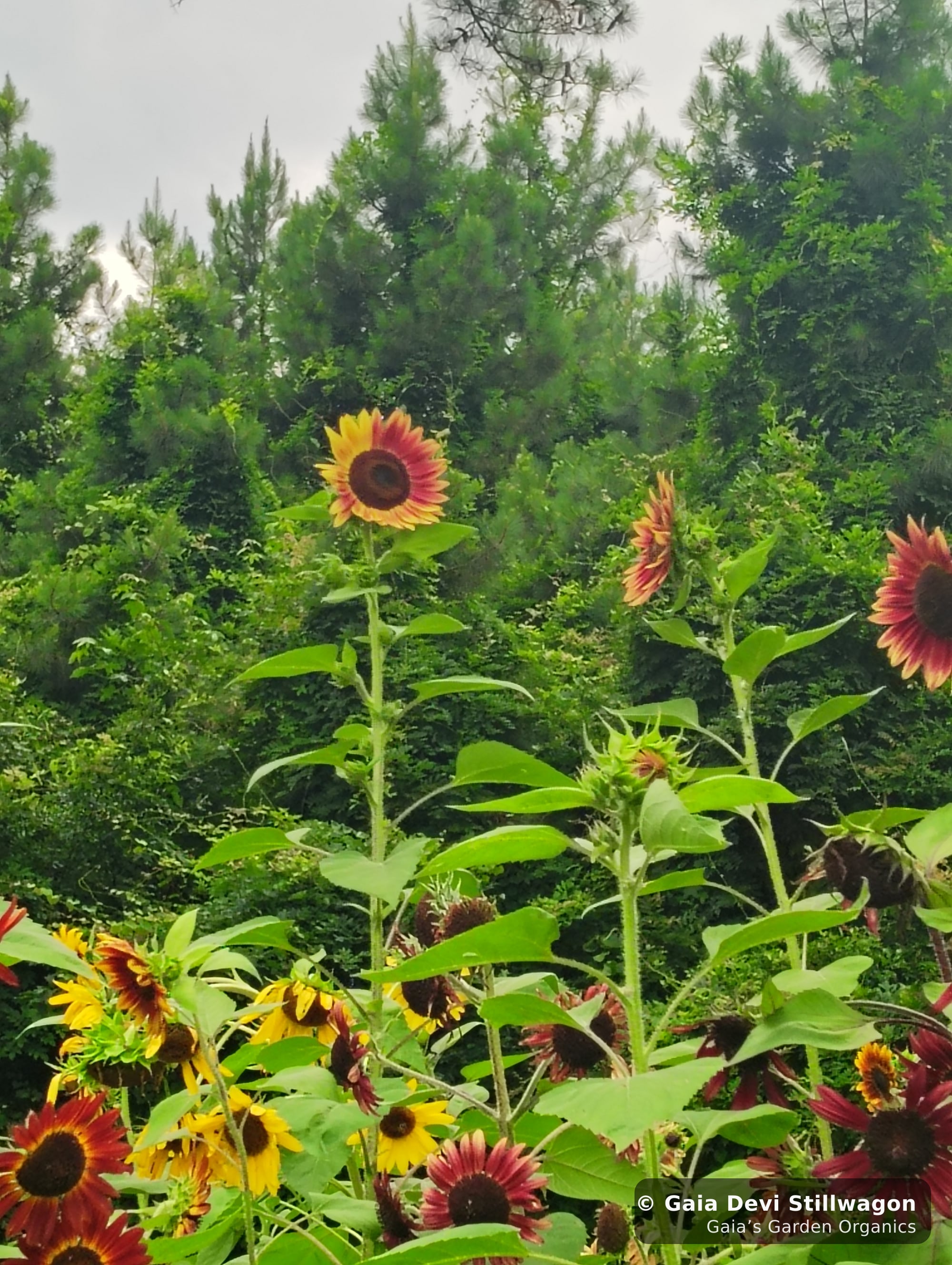 The medicinal herb garden at Gaia's Garden Organics, Umpire, Arkansas · Gaia Devi, clinical herbalist