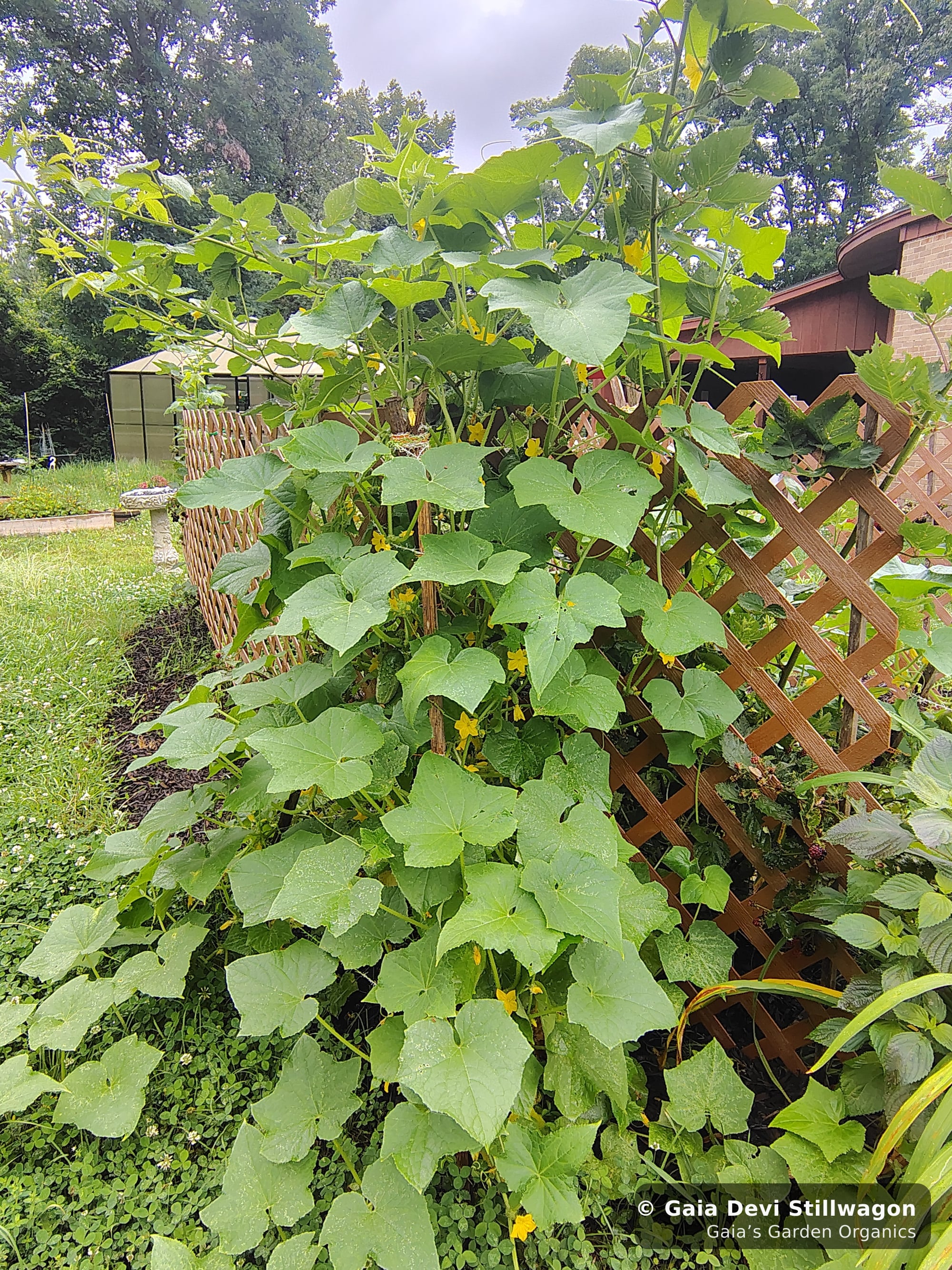 The medicinal herb garden at Gaia's Garden Organics, Umpire, Arkansas · Gaia Devi, clinical herbalist