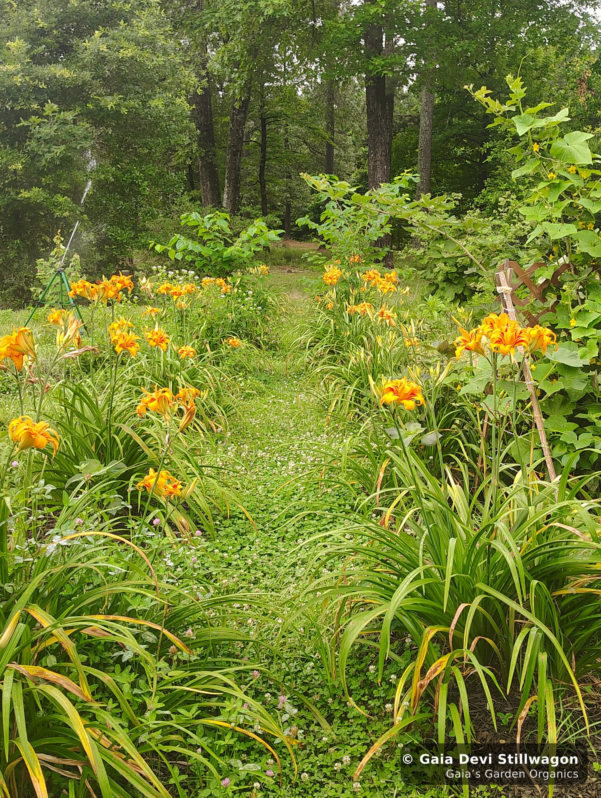 The medicinal herb garden at Gaia's Garden Organics, Umpire, Arkansas · Gaia Devi, clinical herbalist