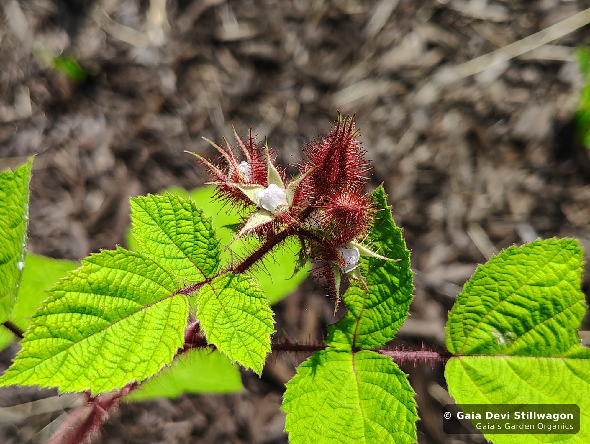 The medicinal herb garden at Gaia's Garden Organics, Umpire, Arkansas · Gaia Devi, clinical herbalist