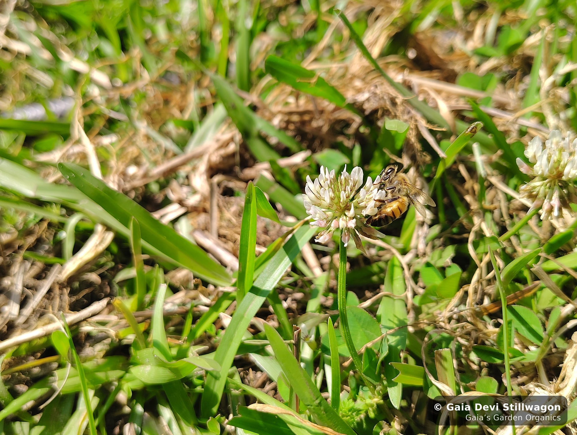 The medicinal herb garden at Gaia's Garden Organics, Umpire, Arkansas · Gaia Devi, clinical herbalist