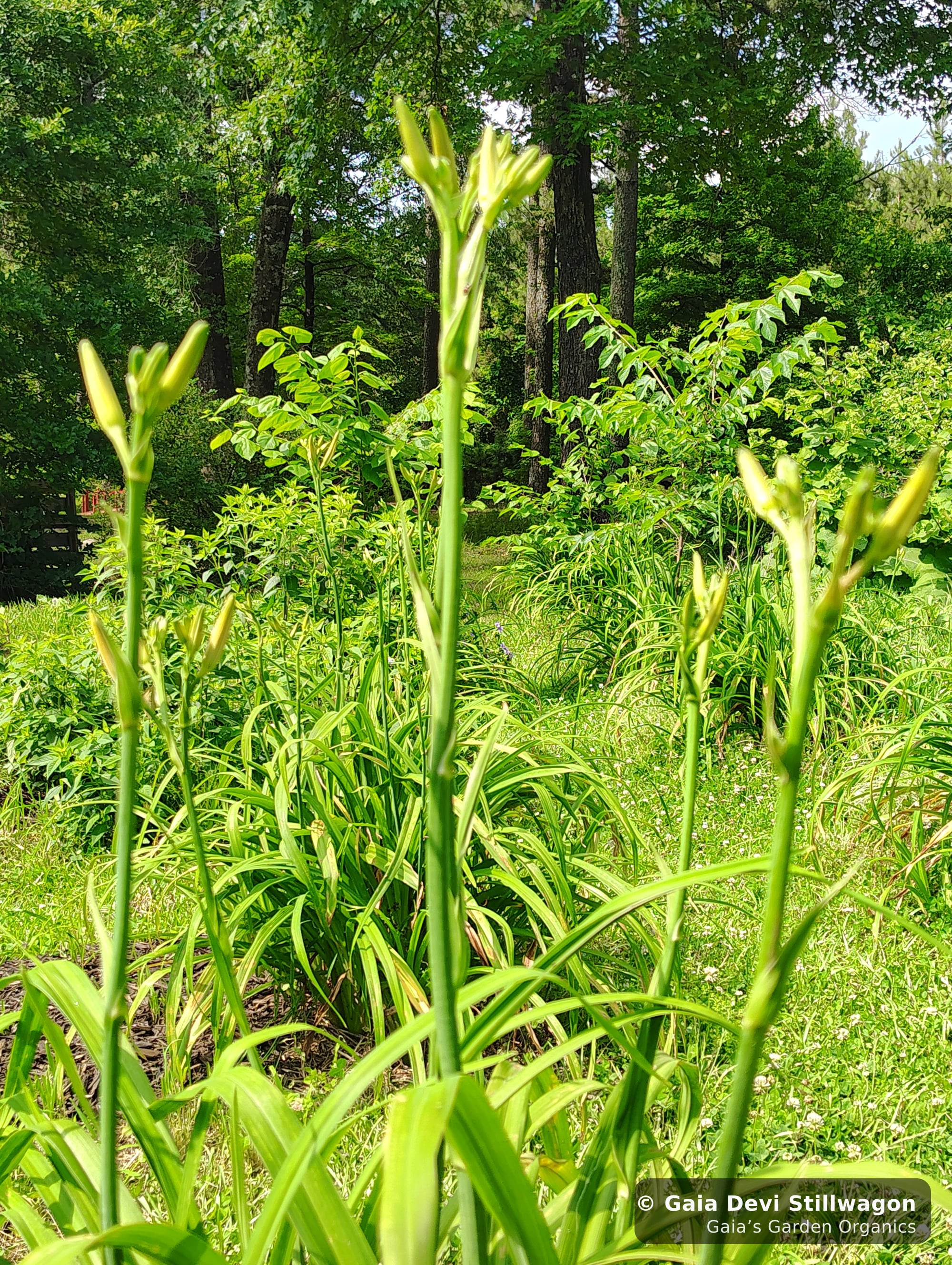 The medicinal herb garden at Gaia's Garden Organics, Umpire, Arkansas · Gaia Devi, clinical herbalist