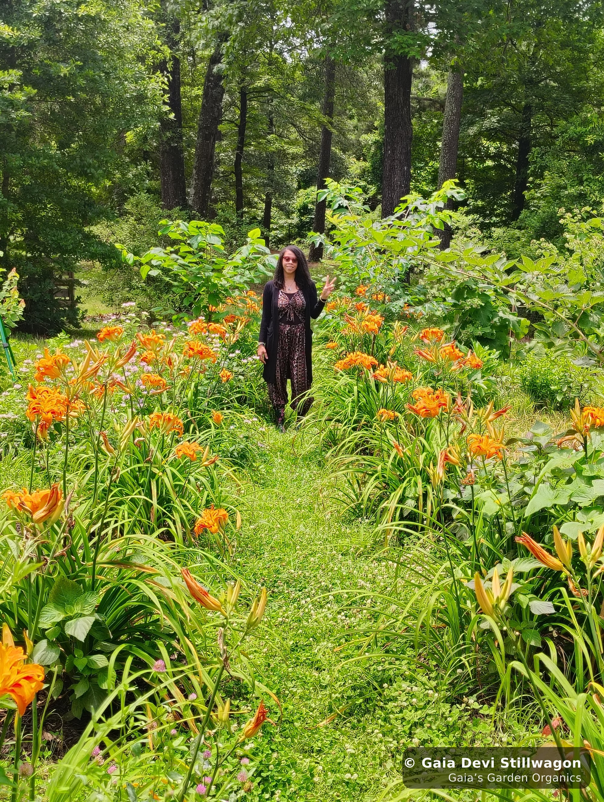 The medicinal herb garden at Gaia's Garden Organics, Umpire, Arkansas · Gaia Devi, clinical herbalist