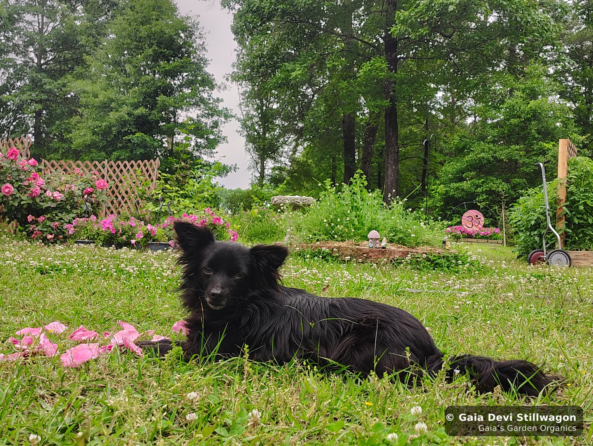 The medicinal herb garden at Gaia's Garden Organics, Umpire, Arkansas · Gaia Devi, clinical herbalist