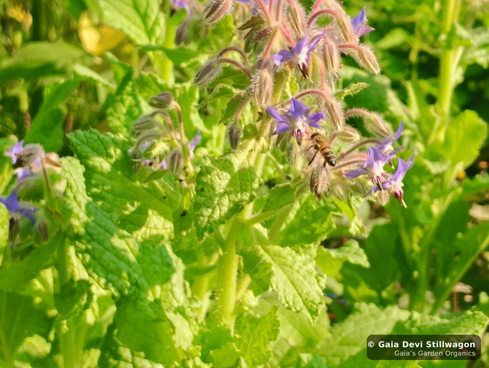 The medicinal herb garden at Gaia's Garden Organics, Umpire, Arkansas · Gaia Devi, clinical herbalist