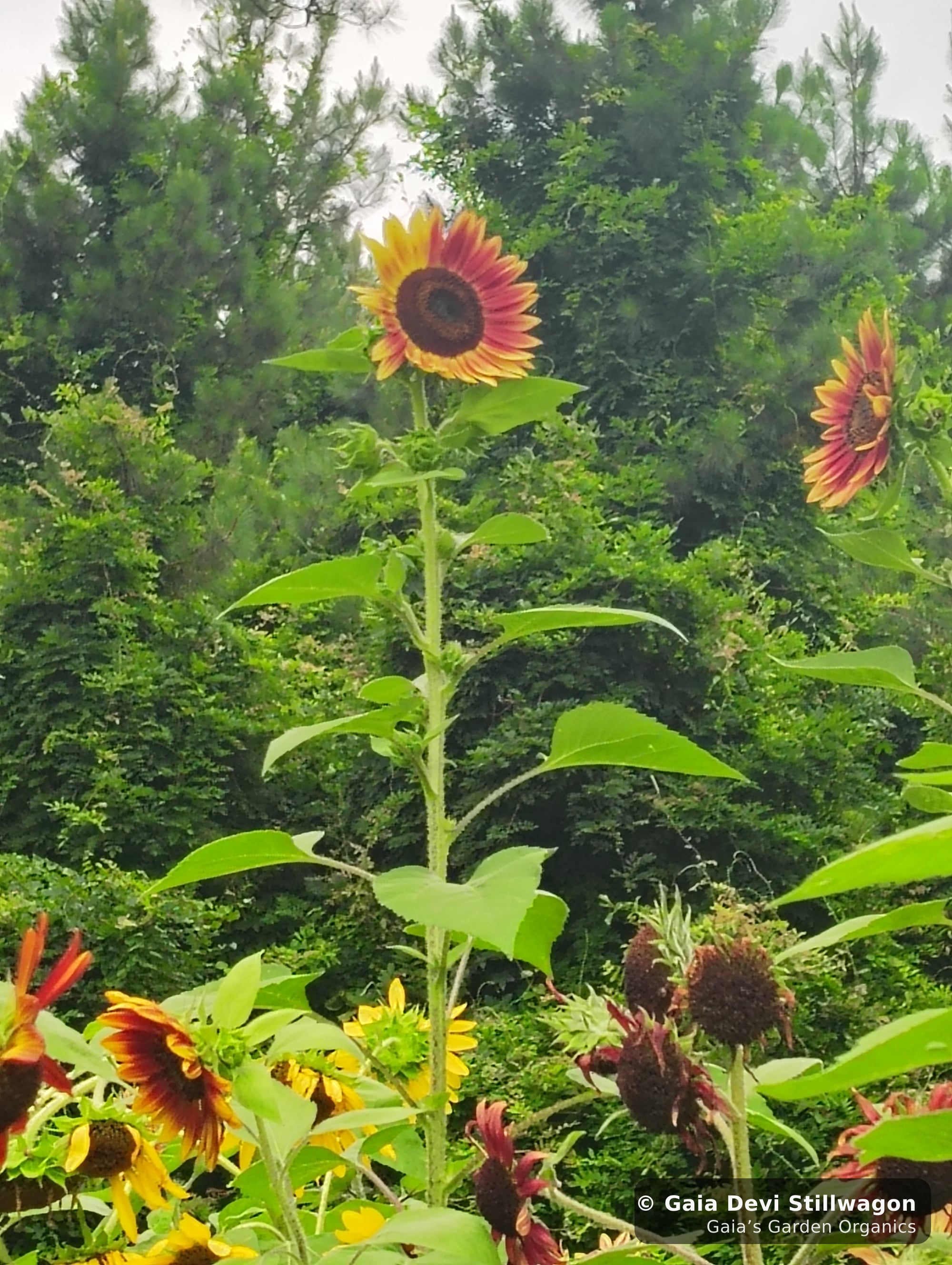 The medicinal herb garden at Gaia's Garden Organics, Umpire, Arkansas · Gaia Devi, clinical herbalist