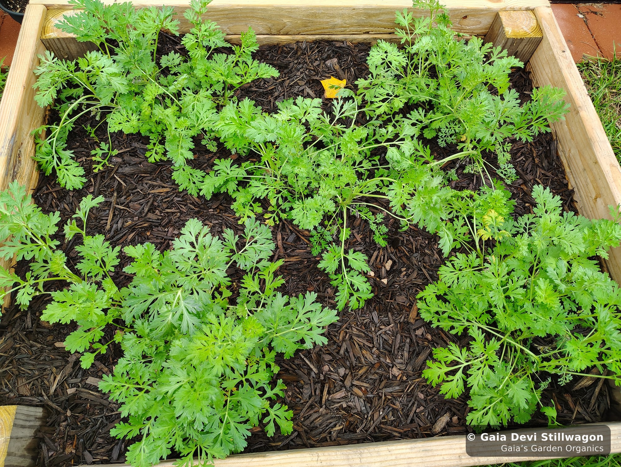 The medicinal herb garden at Gaia's Garden Organics, Umpire, Arkansas · Gaia Devi, clinical herbalist
