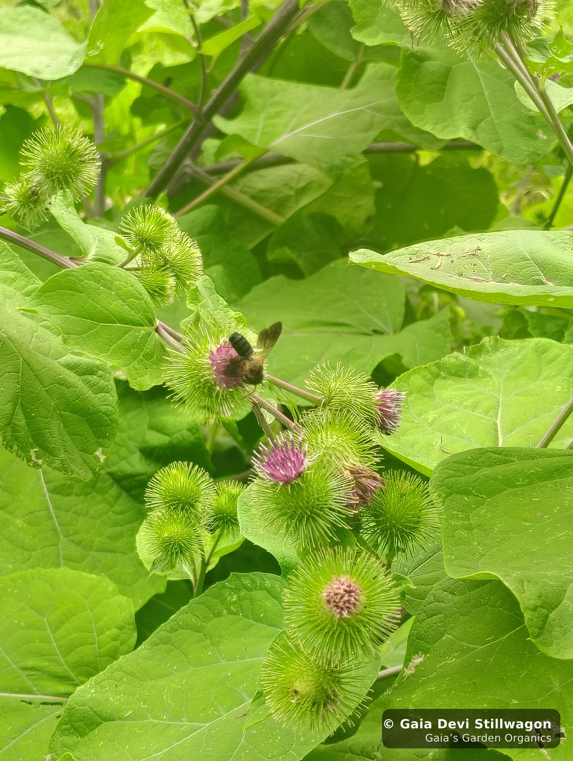 The medicinal herb garden at Gaia's Garden Organics, Umpire, Arkansas · Gaia Devi, clinical herbalist