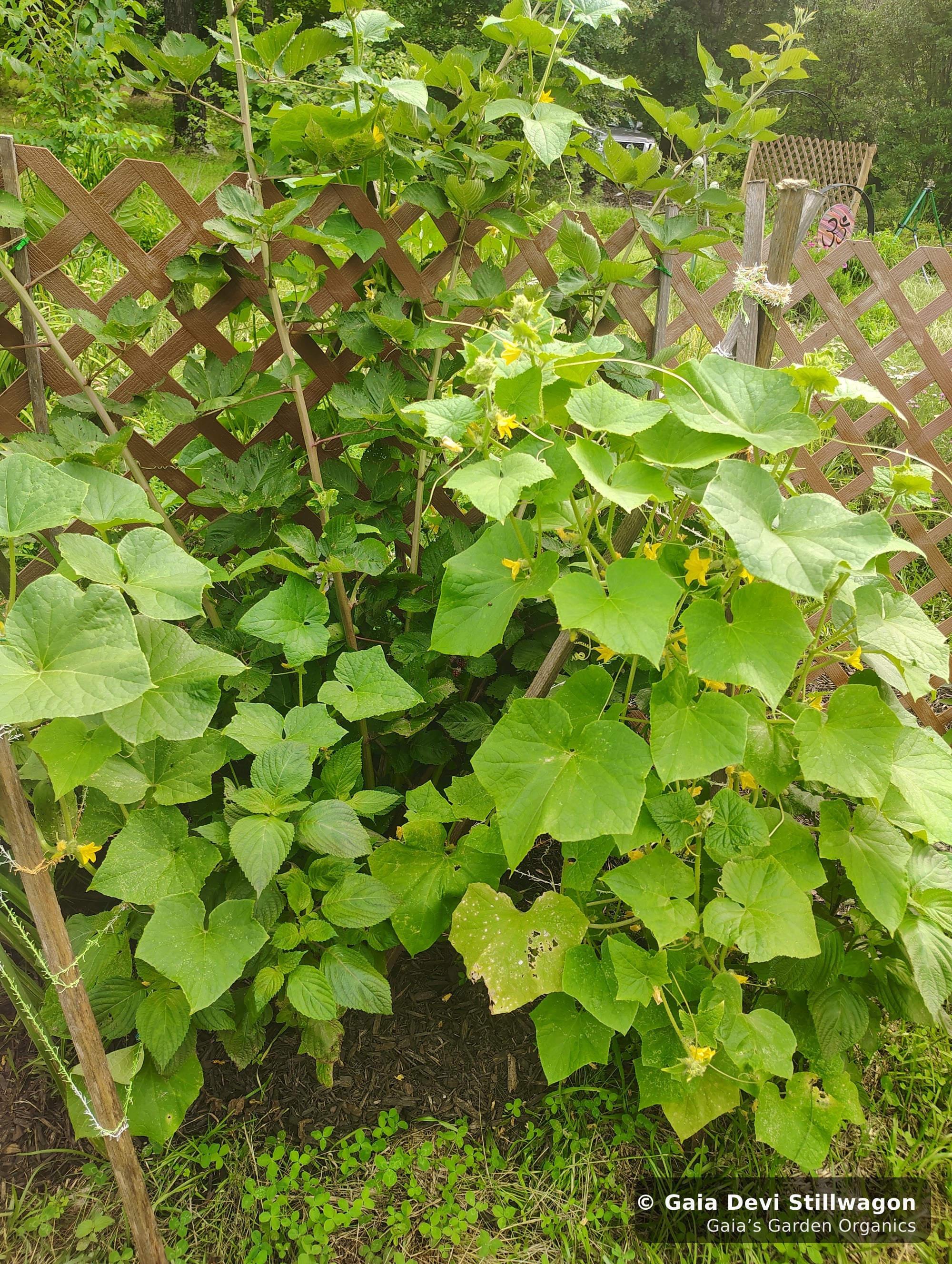 The medicinal herb garden at Gaia's Garden Organics, Umpire, Arkansas · Gaia Devi, clinical herbalist