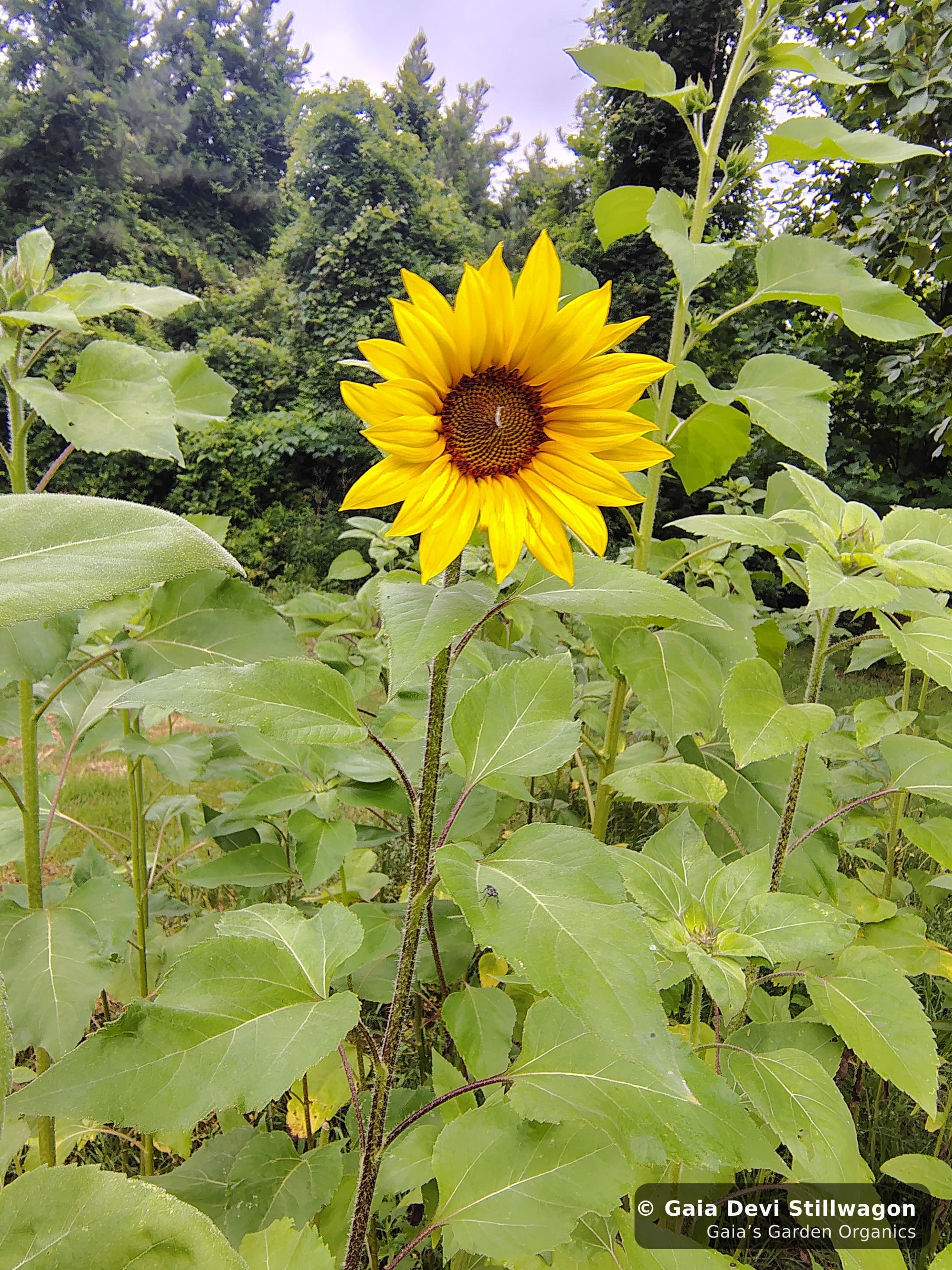 The medicinal herb garden at Gaia's Garden Organics, Umpire, Arkansas · Gaia Devi, clinical herbalist
