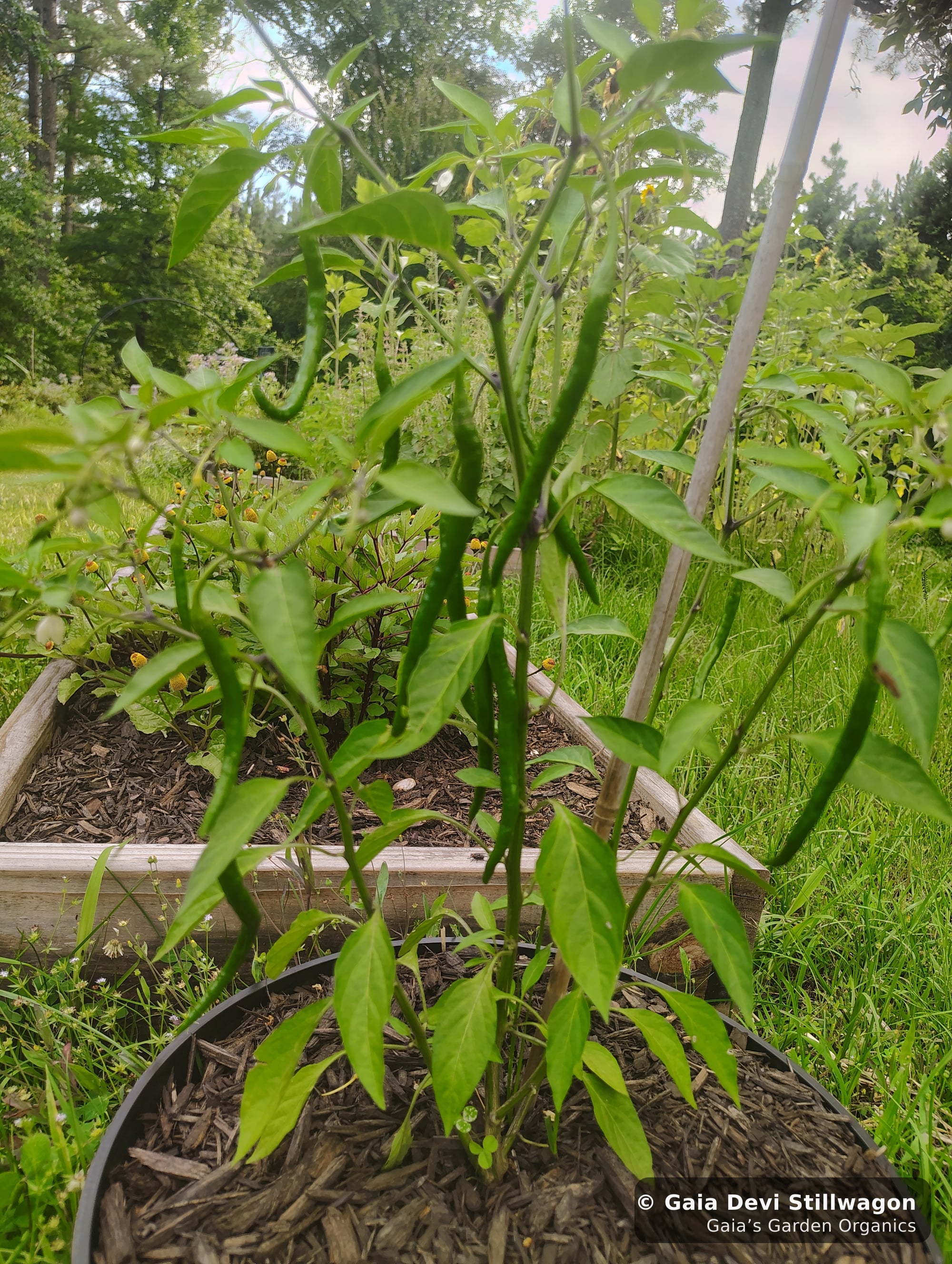 The medicinal herb garden at Gaia's Garden Organics, Umpire, Arkansas · Gaia Devi, clinical herbalist