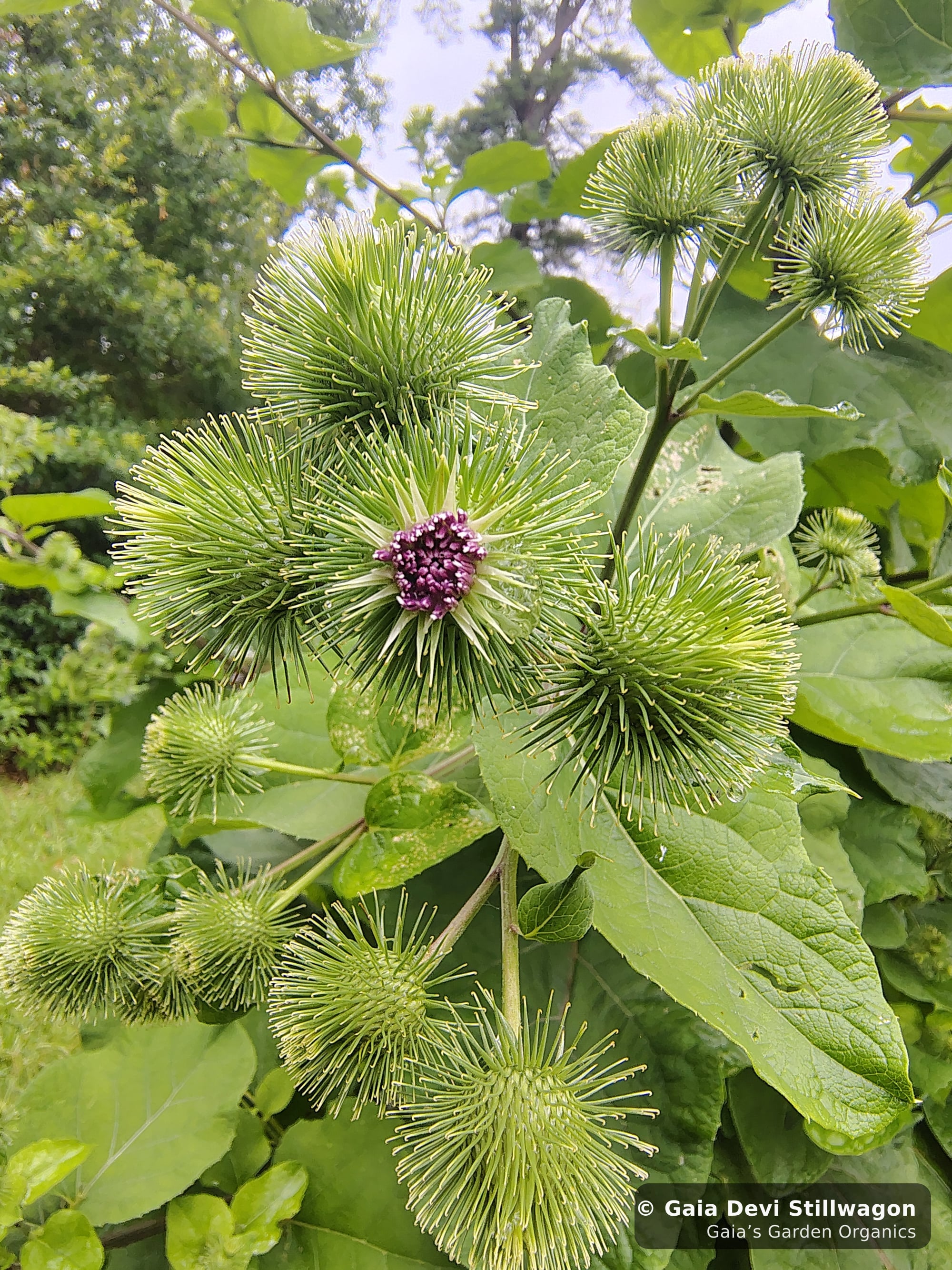 The medicinal herb garden at Gaia's Garden Organics, Umpire, Arkansas · Gaia Devi, clinical herbalist