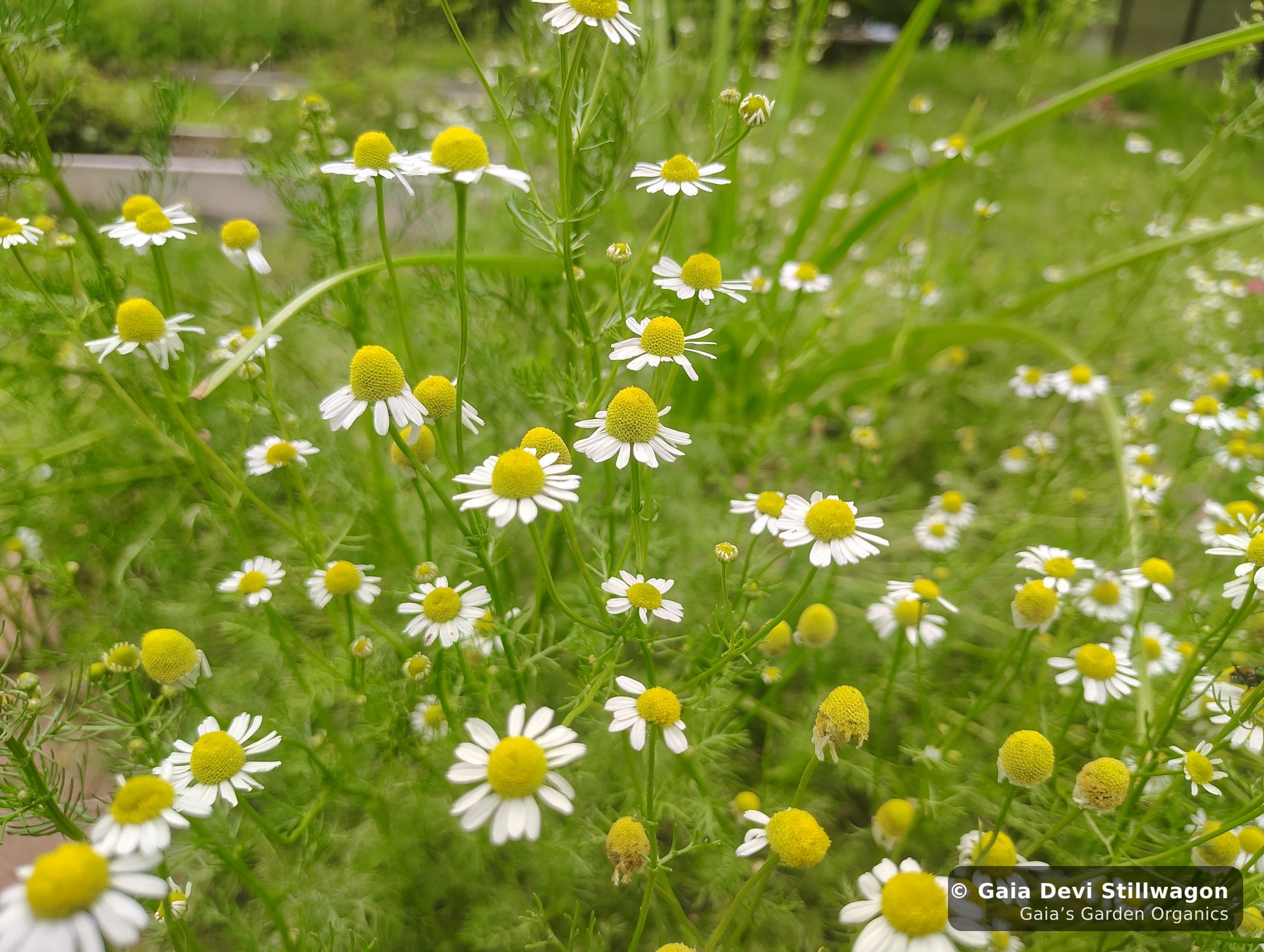 The medicinal herb garden at Gaia's Garden Organics, Umpire, Arkansas · Gaia Devi, clinical herbalist