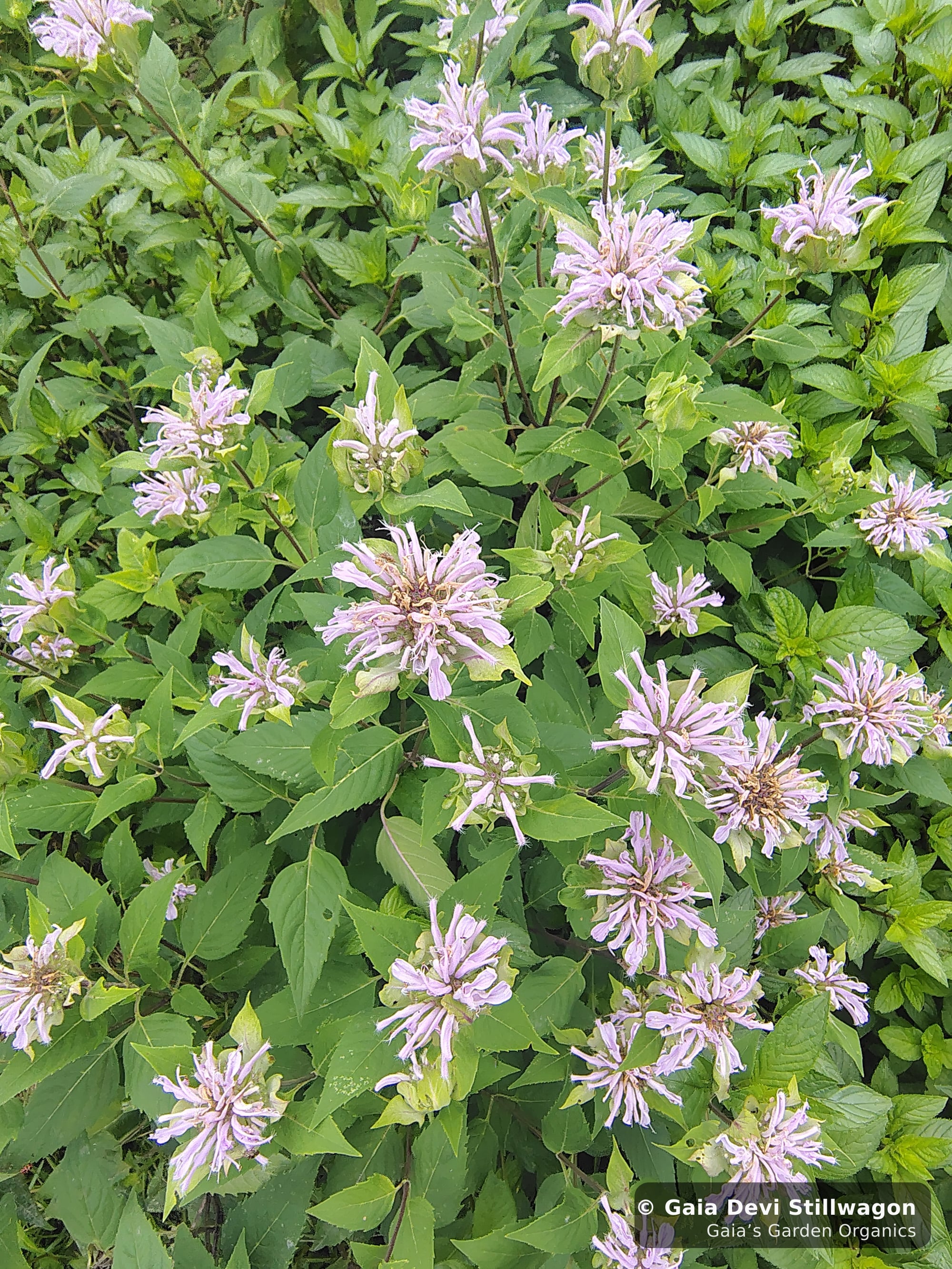 The medicinal herb garden at Gaia's Garden Organics, Umpire, Arkansas · Gaia Devi, clinical herbalist