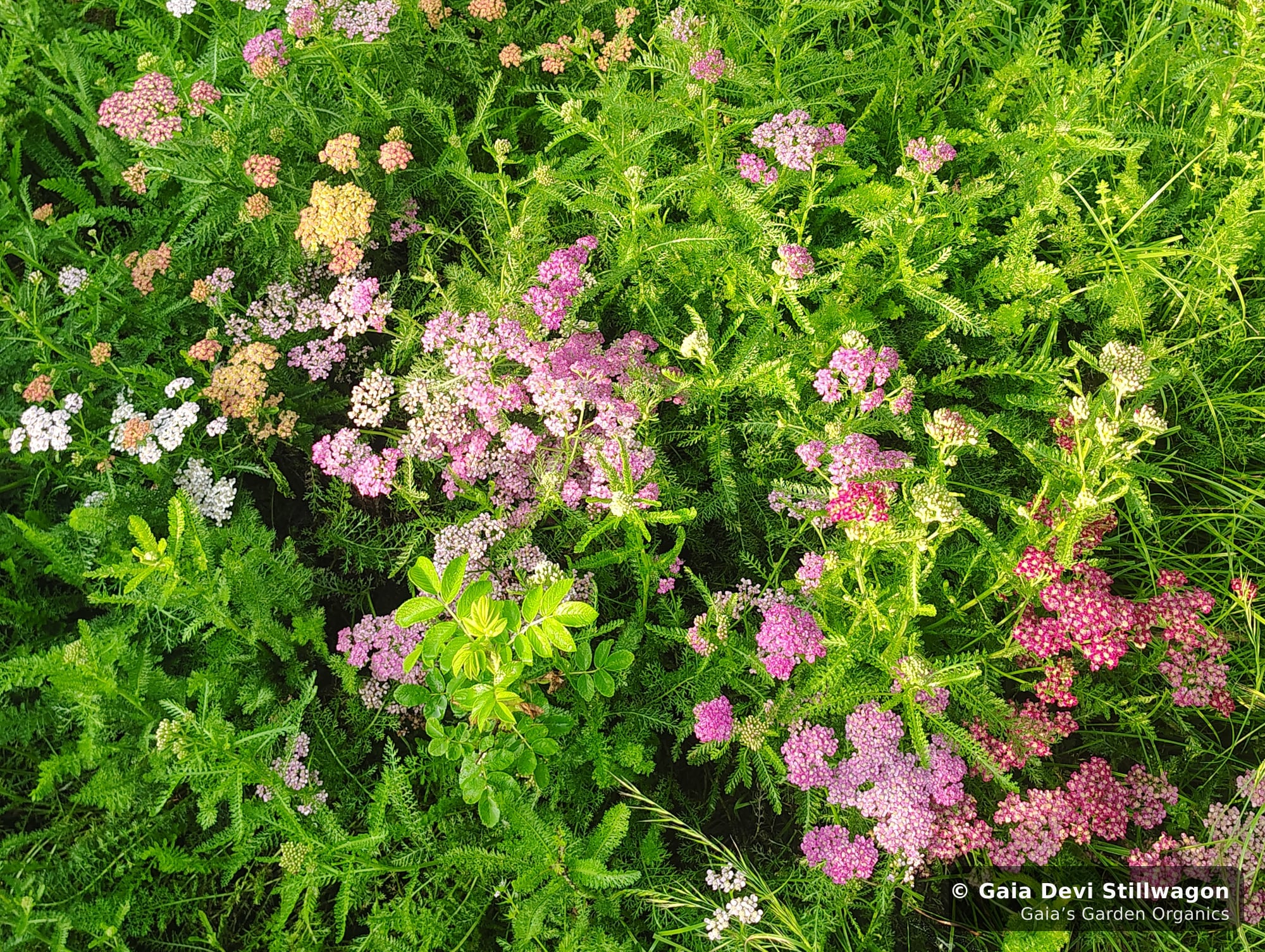 The medicinal herb garden at Gaia's Garden Organics, Umpire, Arkansas · Gaia Devi, clinical herbalist