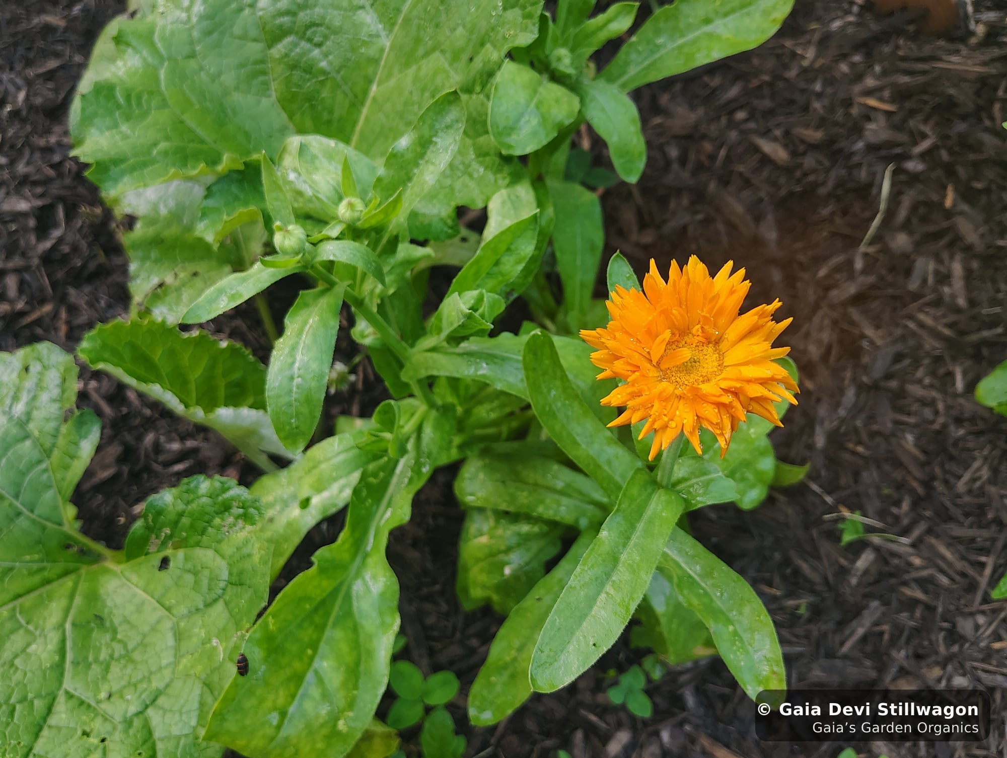 The medicinal herb garden at Gaia's Garden Organics, Umpire, Arkansas · Gaia Devi, clinical herbalist