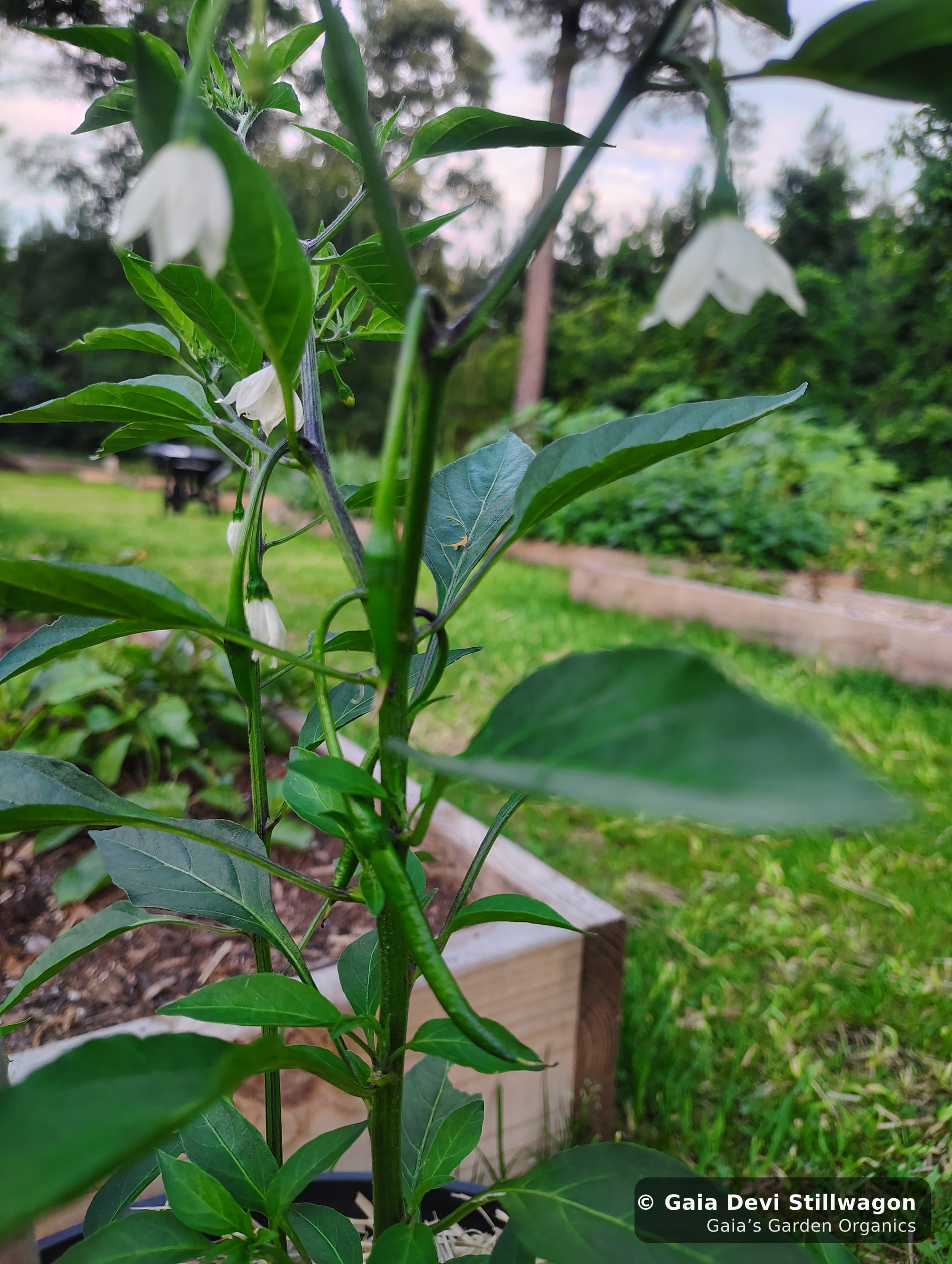 The medicinal herb garden at Gaia's Garden Organics, Umpire, Arkansas · Gaia Devi, clinical herbalist