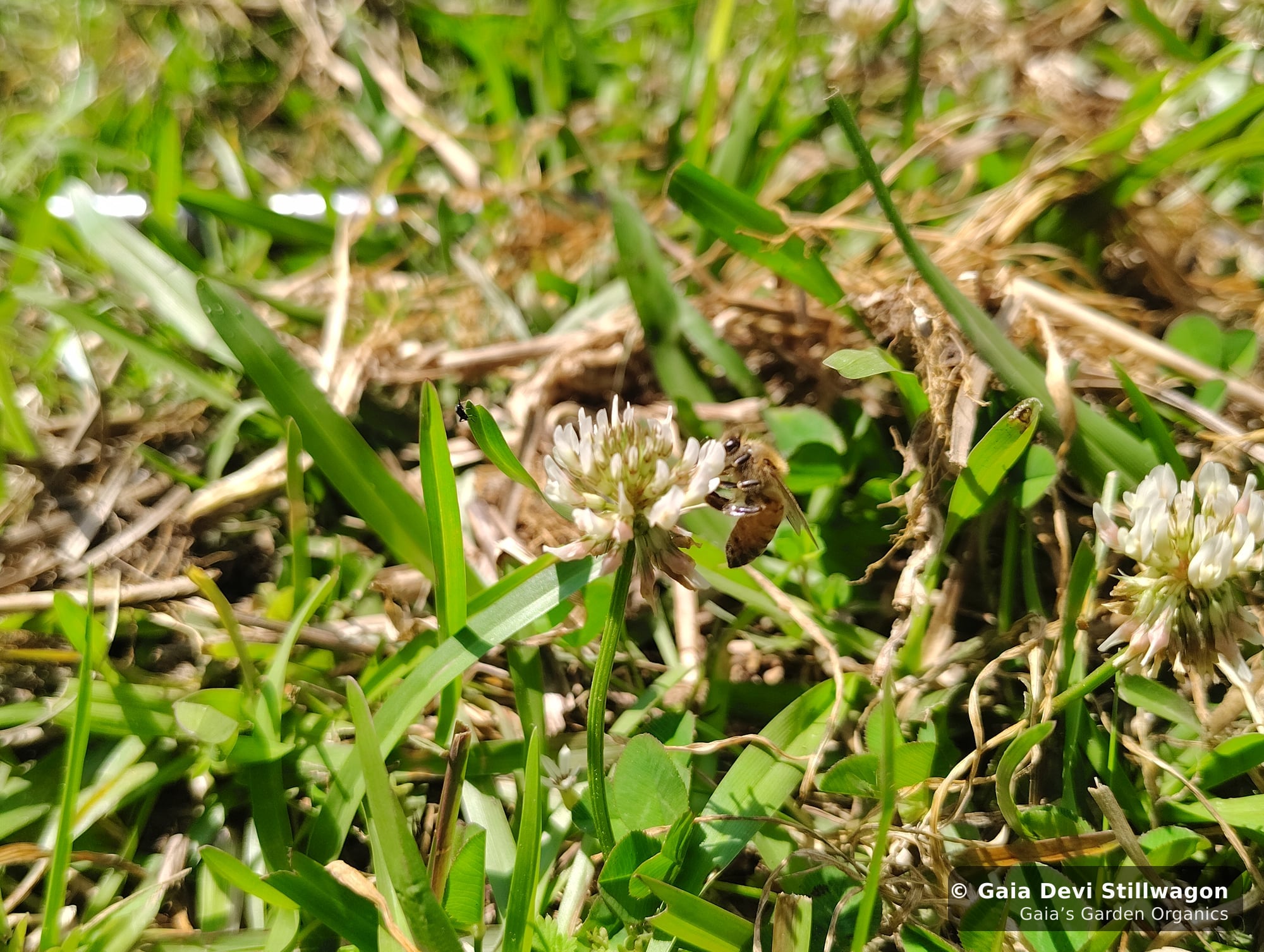 The medicinal herb garden at Gaia's Garden Organics, Umpire, Arkansas · Gaia Devi, clinical herbalist