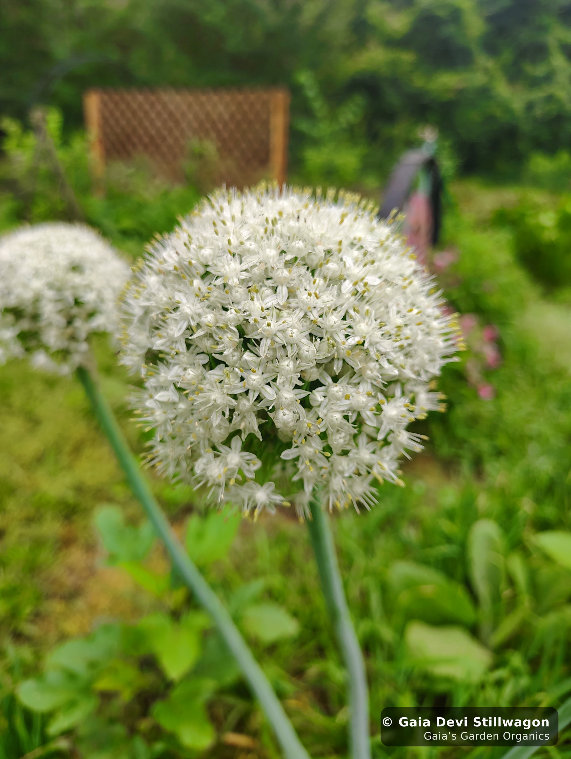 The medicinal herb garden at Gaia's Garden Organics, Umpire, Arkansas · Gaia Devi, clinical herbalist