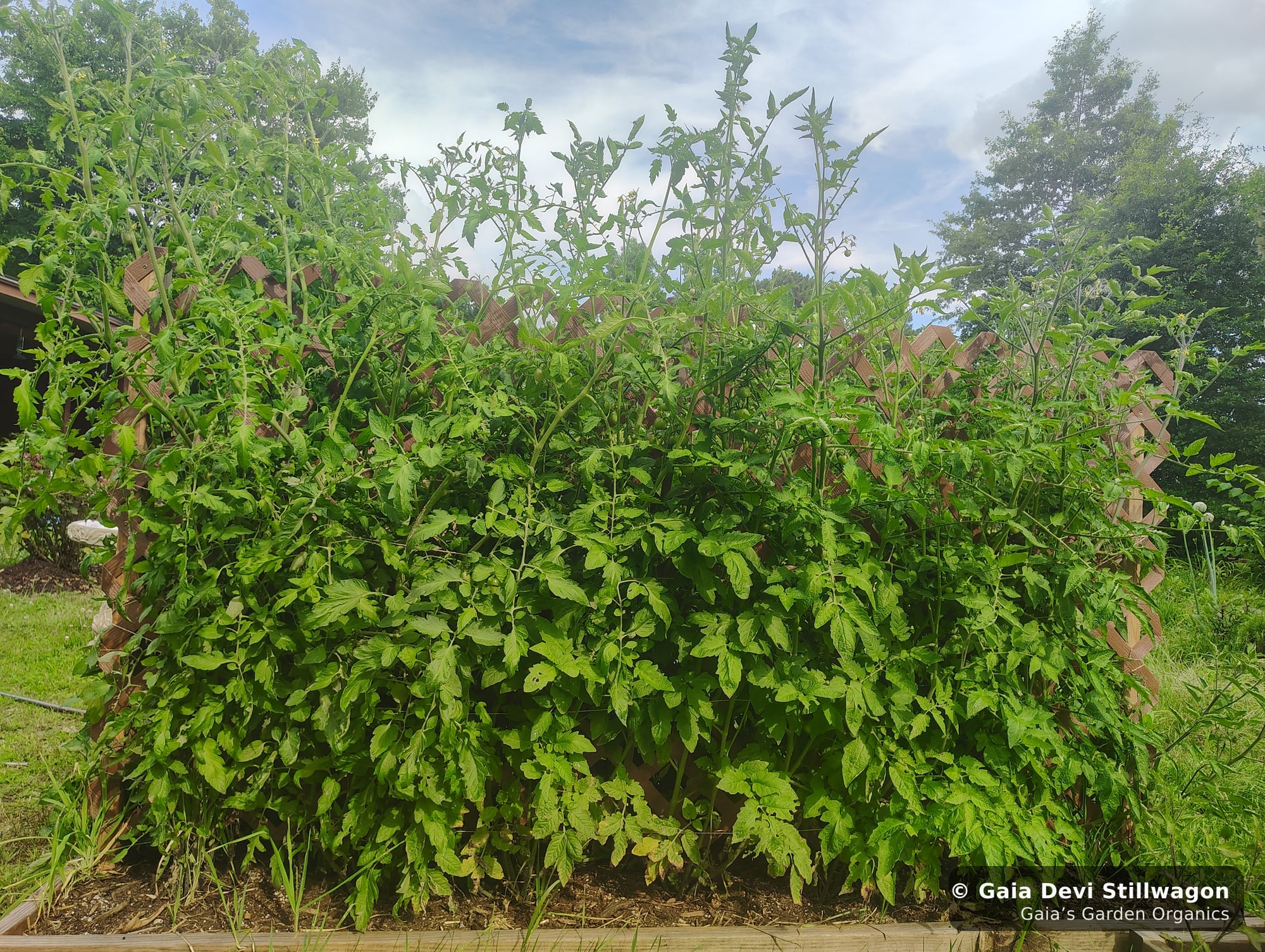 The medicinal herb garden at Gaia's Garden Organics, Umpire, Arkansas · Gaia Devi, clinical herbalist