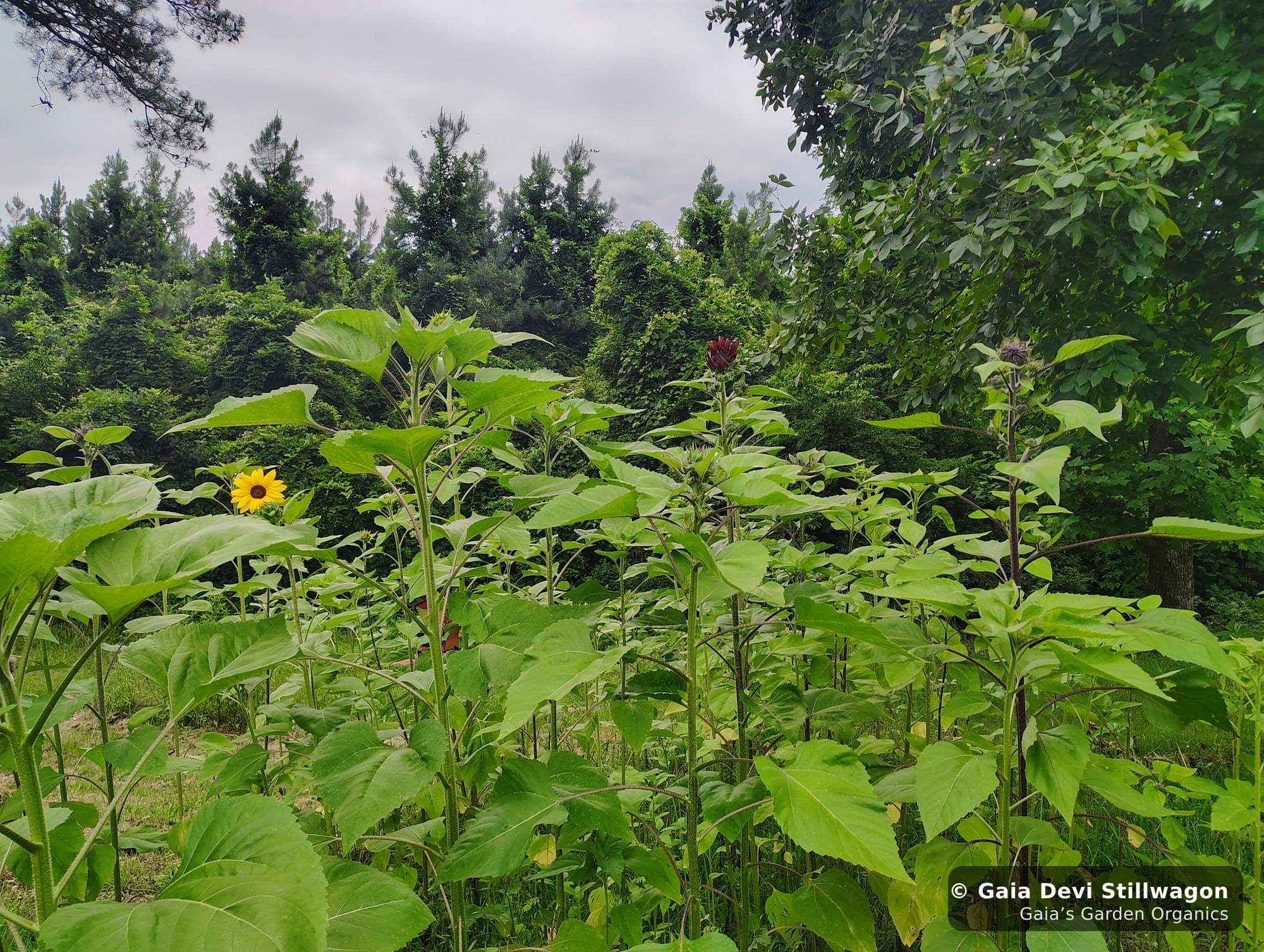 The medicinal herb garden at Gaia's Garden Organics, Umpire, Arkansas · Gaia Devi, clinical herbalist