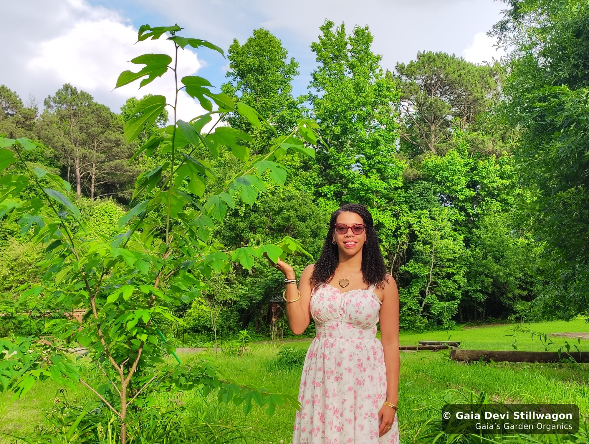 The medicinal herb garden at Gaia's Garden Organics, Umpire, Arkansas · Gaia Devi, clinical herbalist