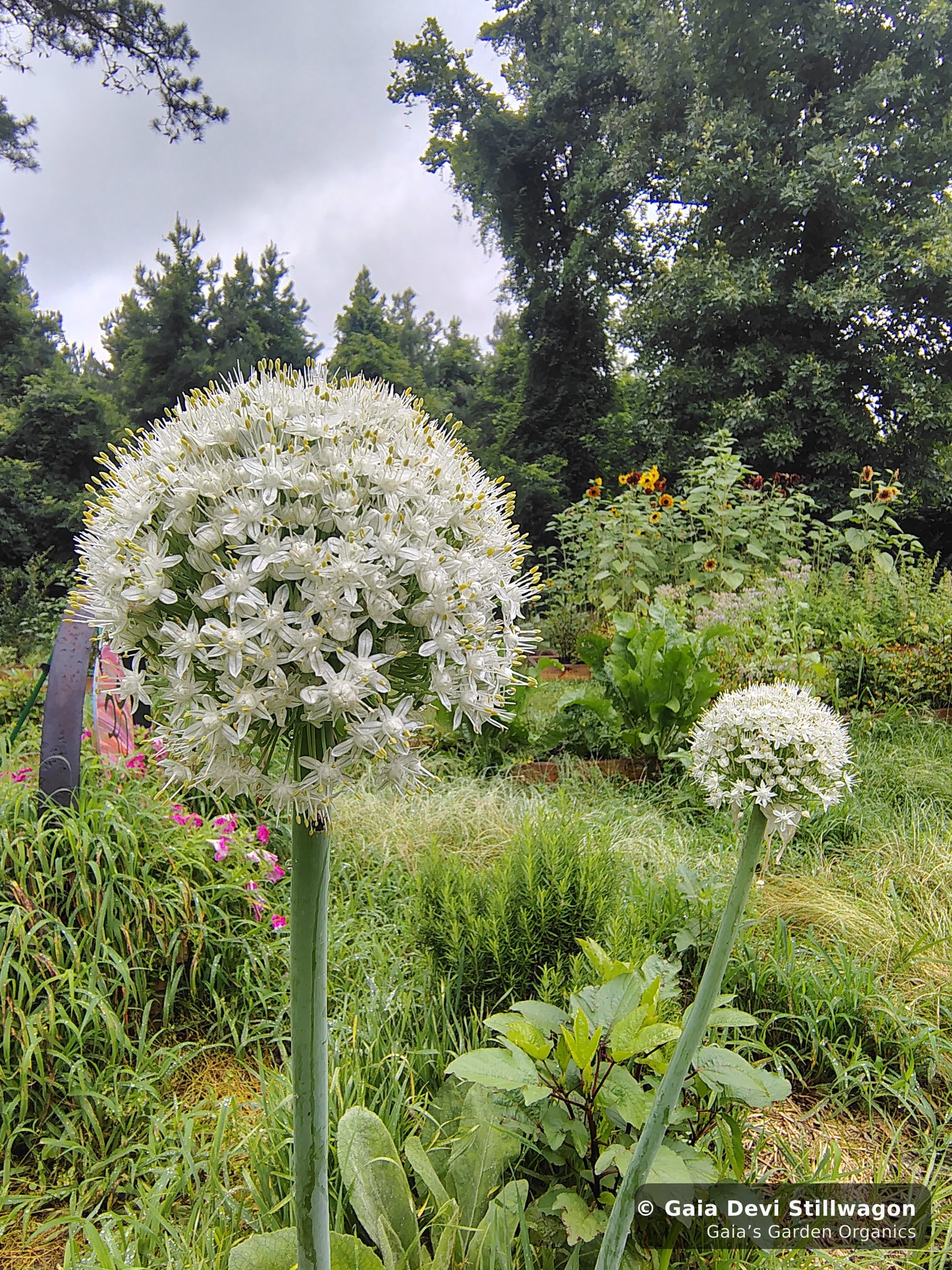 The medicinal herb garden at Gaia's Garden Organics, Umpire, Arkansas · Gaia Devi, clinical herbalist