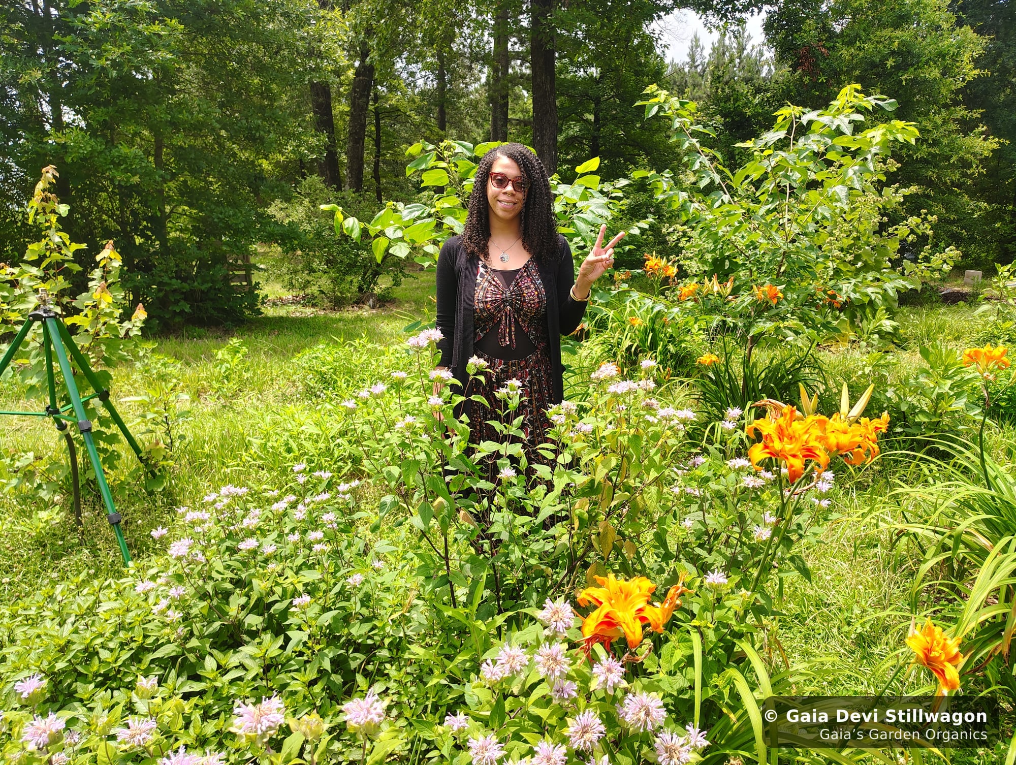 The medicinal herb garden at Gaia's Garden Organics, Umpire, Arkansas · Gaia Devi, clinical herbalist