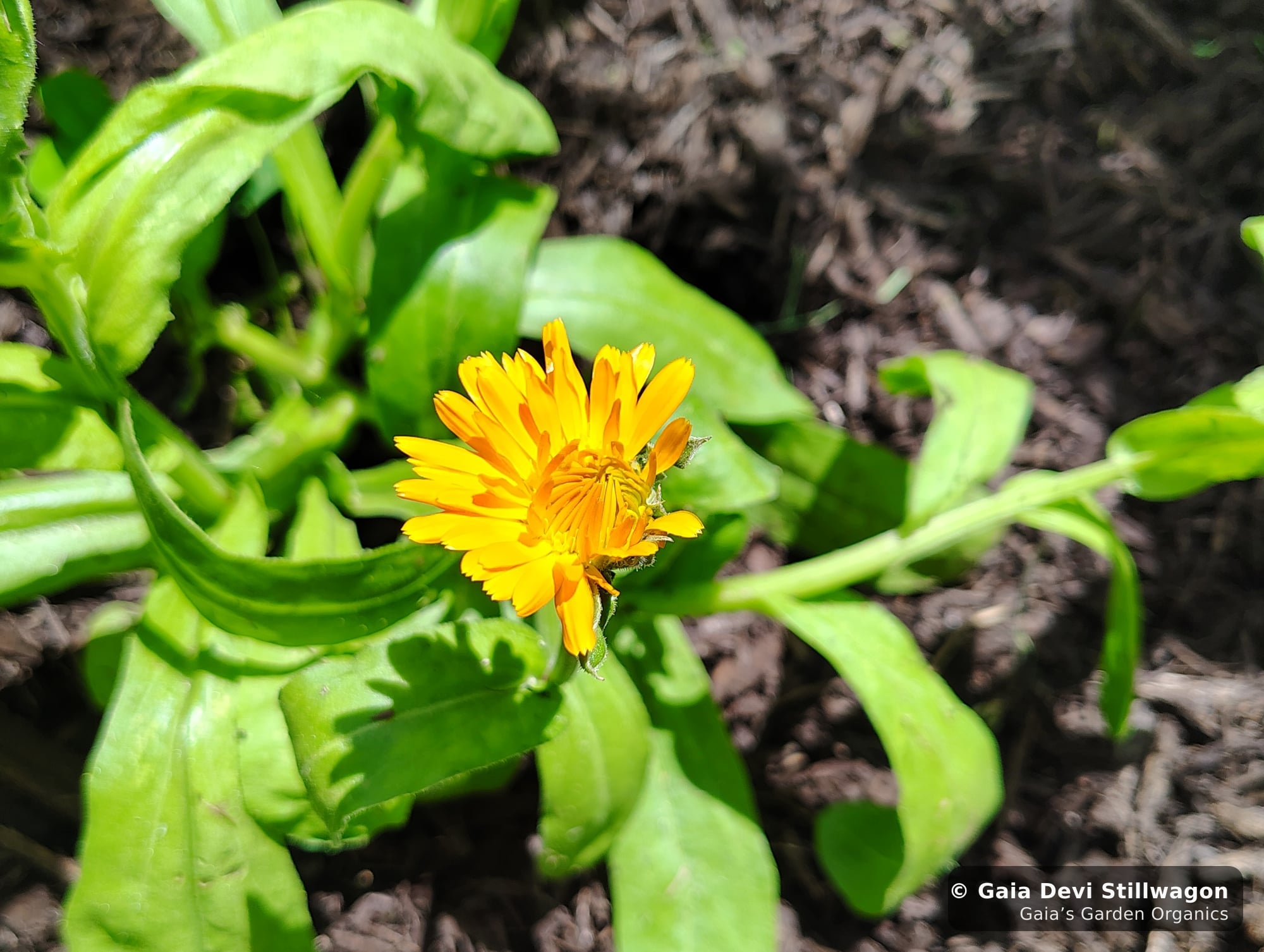 The medicinal herb garden at Gaia's Garden Organics, Umpire, Arkansas · Gaia Devi, clinical herbalist