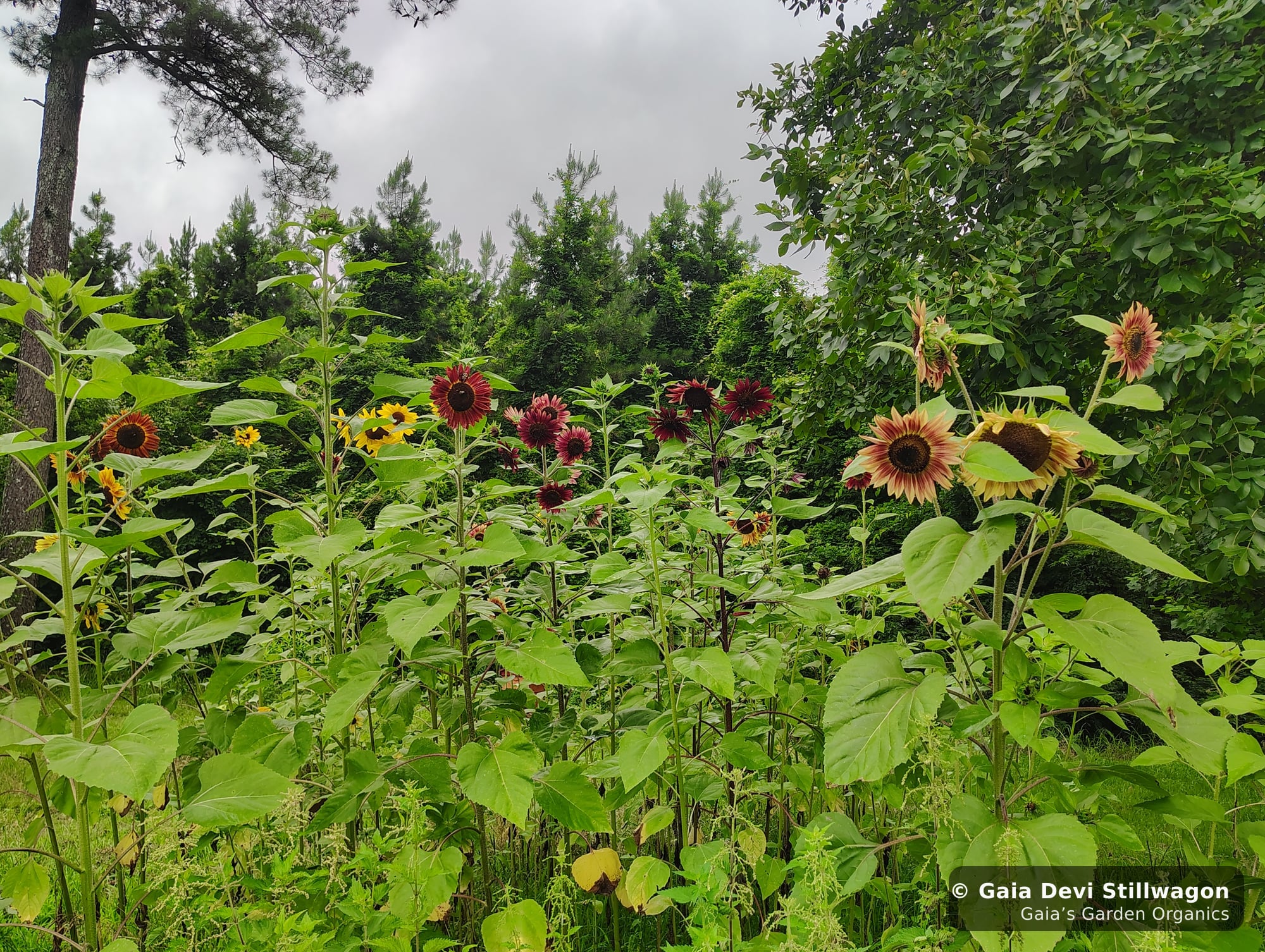 The medicinal herb garden at Gaia's Garden Organics, Umpire, Arkansas · Gaia Devi, clinical herbalist