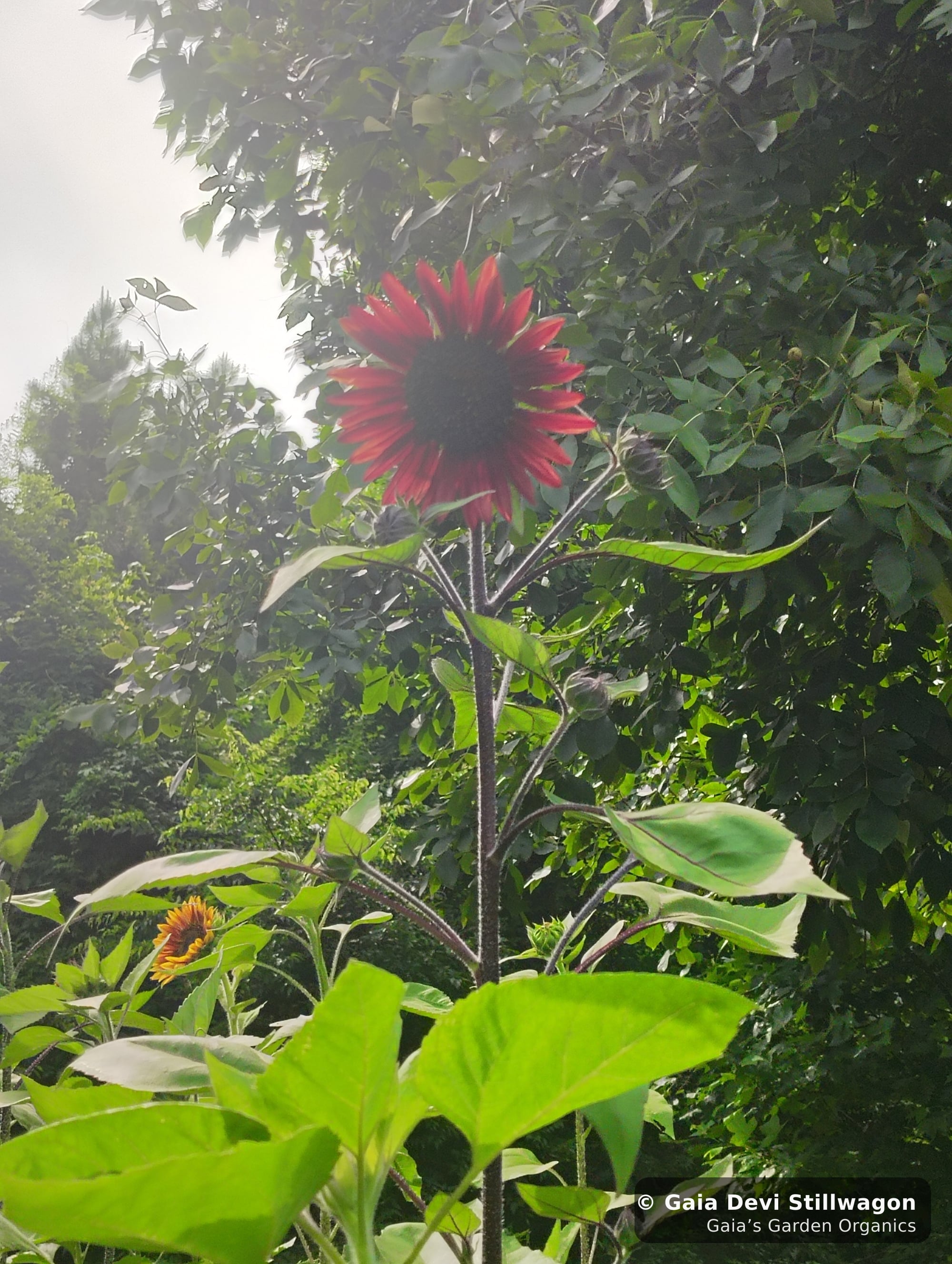 The medicinal herb garden at Gaia's Garden Organics, Umpire, Arkansas · Gaia Devi, clinical herbalist
