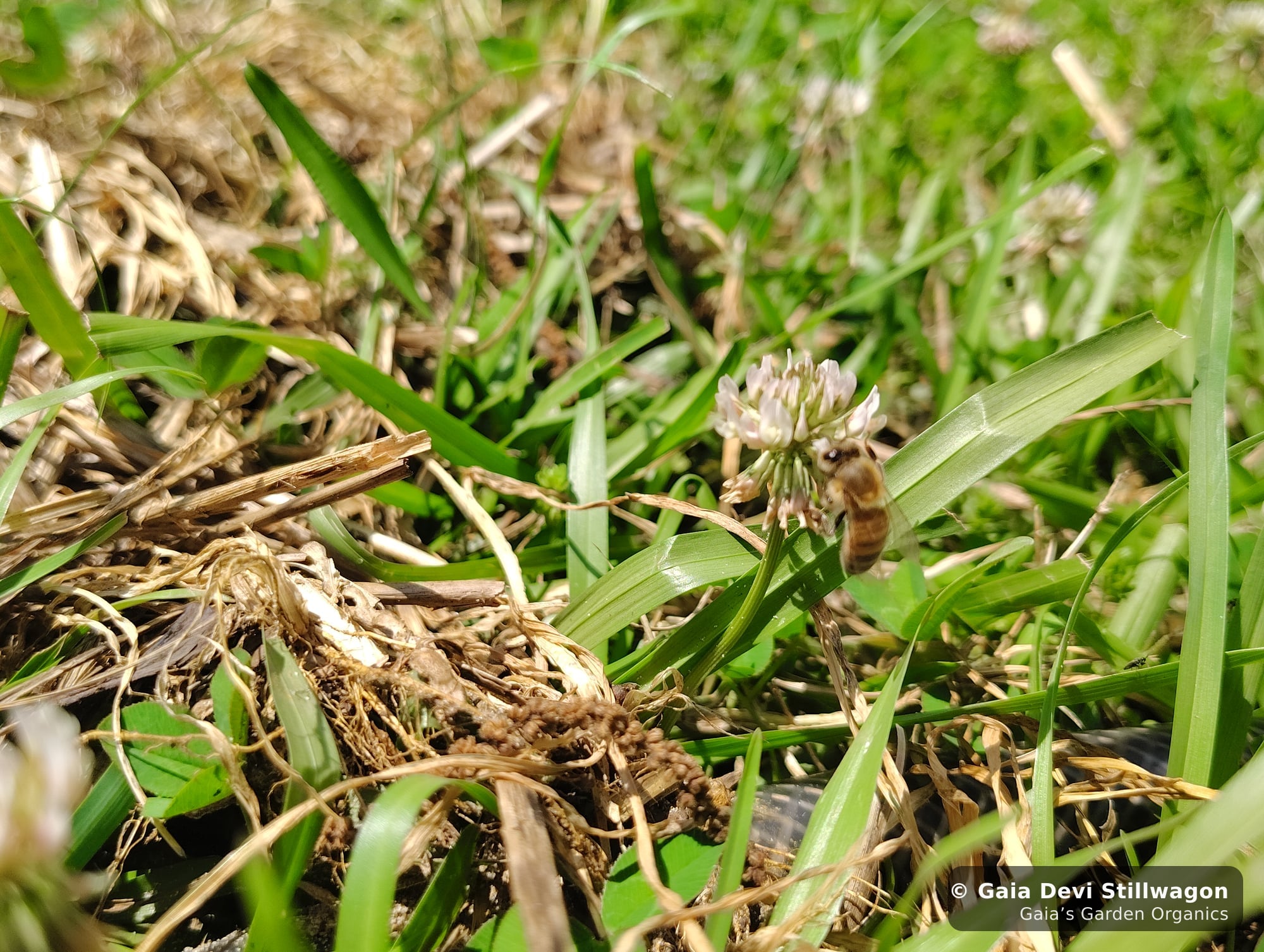 The medicinal herb garden at Gaia's Garden Organics, Umpire, Arkansas · Gaia Devi, clinical herbalist