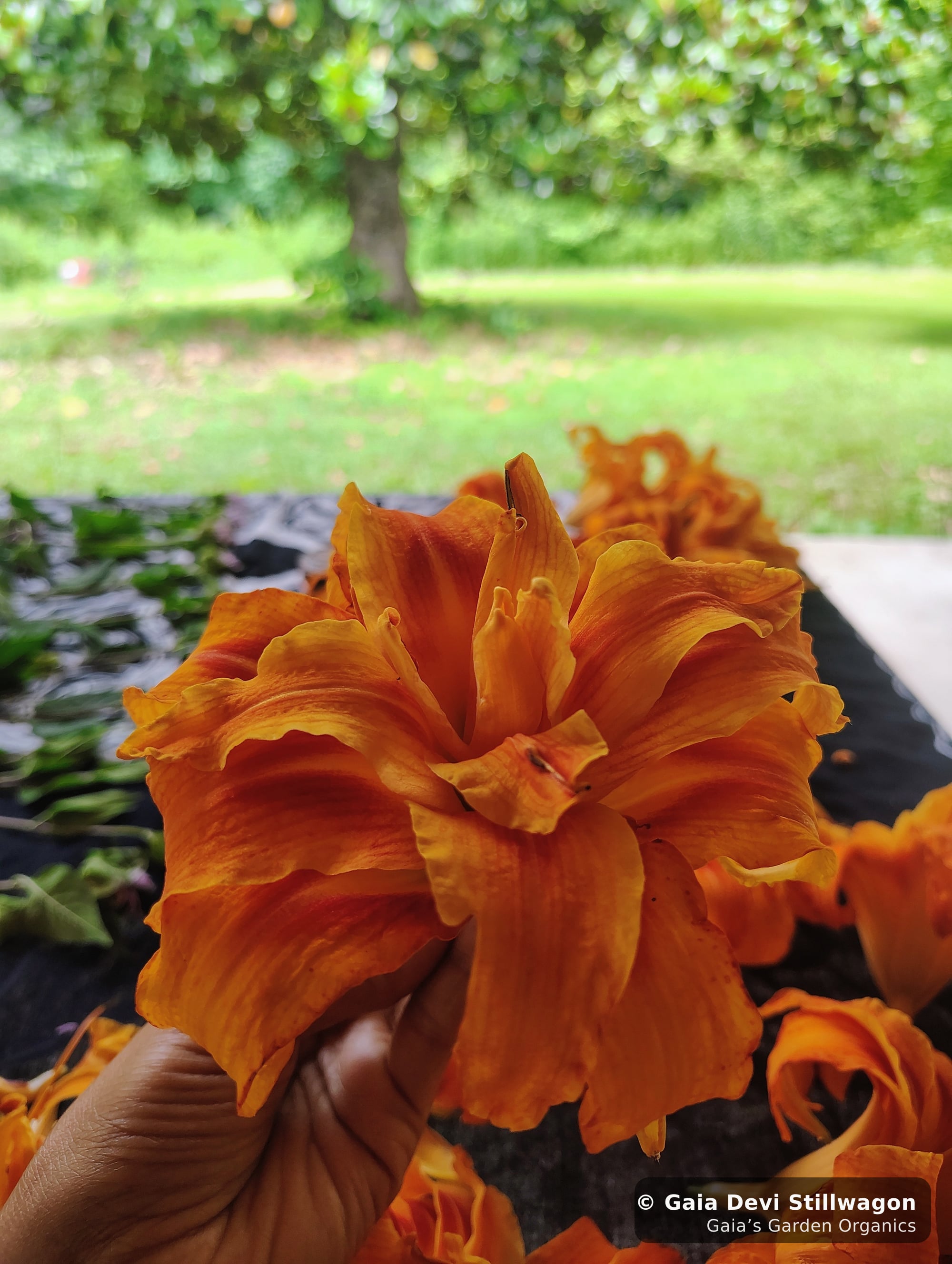 The medicinal herb garden at Gaia's Garden Organics, Umpire, Arkansas · Gaia Devi, clinical herbalist