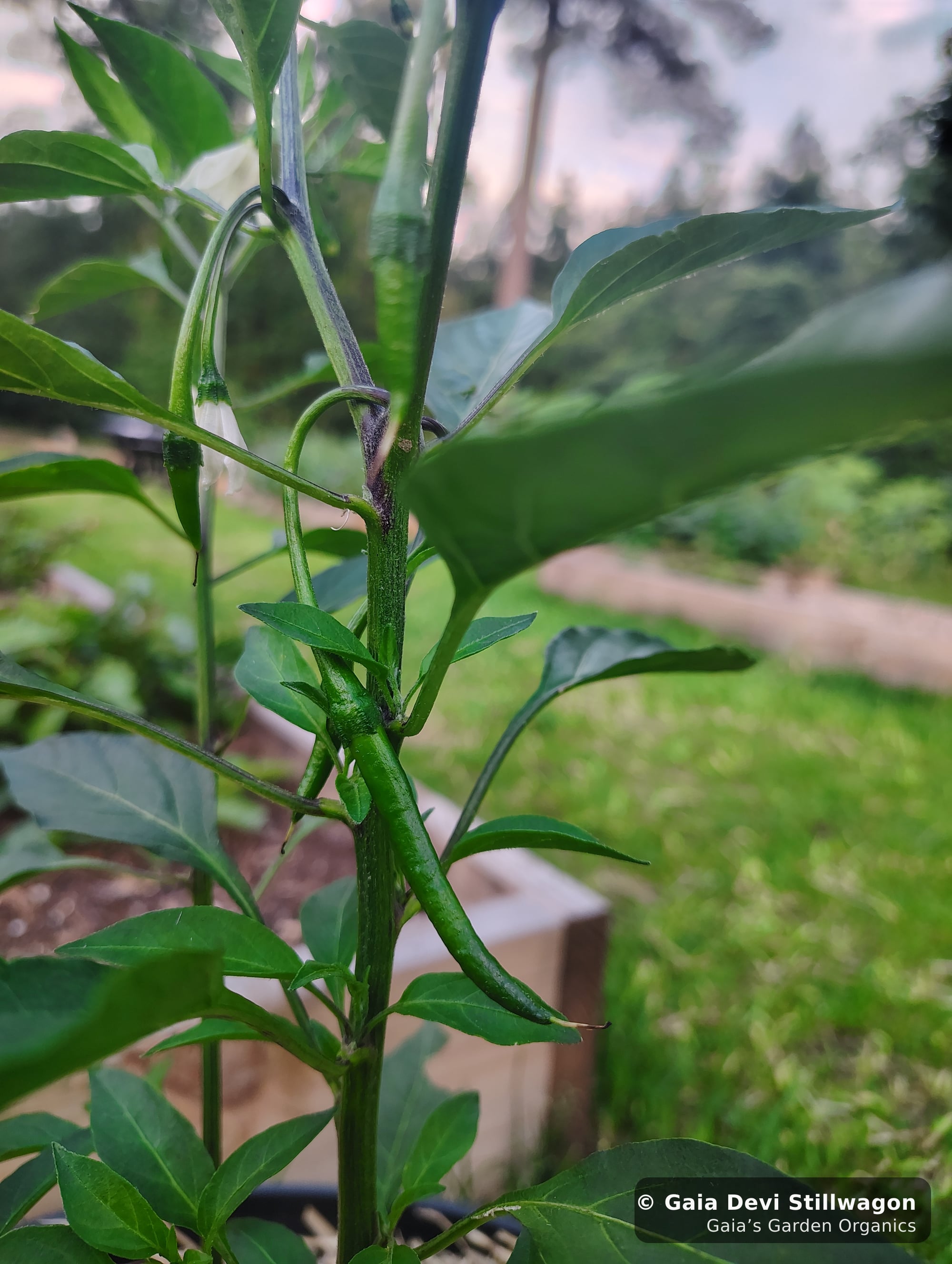 The medicinal herb garden at Gaia's Garden Organics, Umpire, Arkansas · Gaia Devi, clinical herbalist