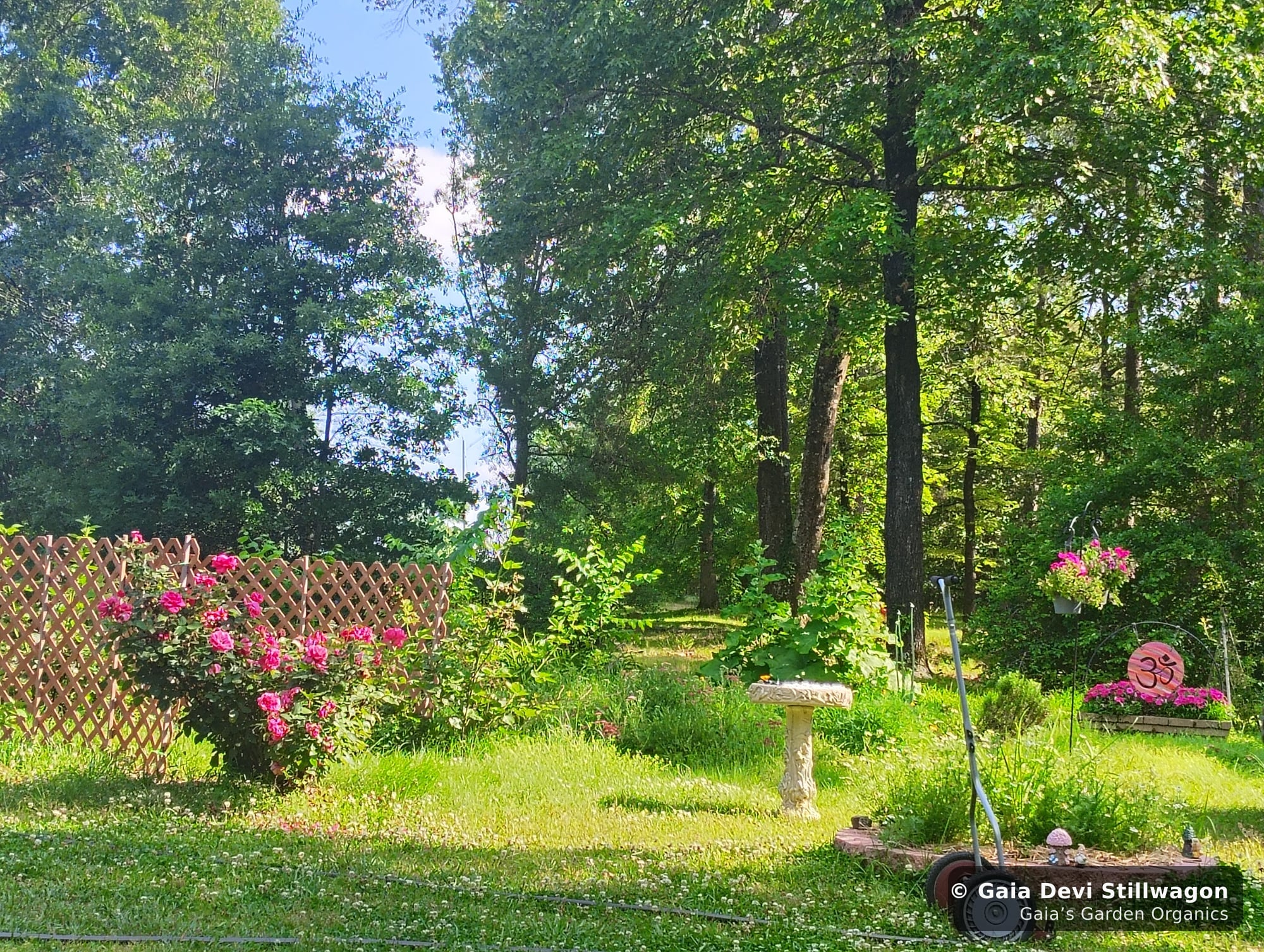 The medicinal herb garden at Gaia's Garden Organics, Umpire, Arkansas · Gaia Devi, clinical herbalist
