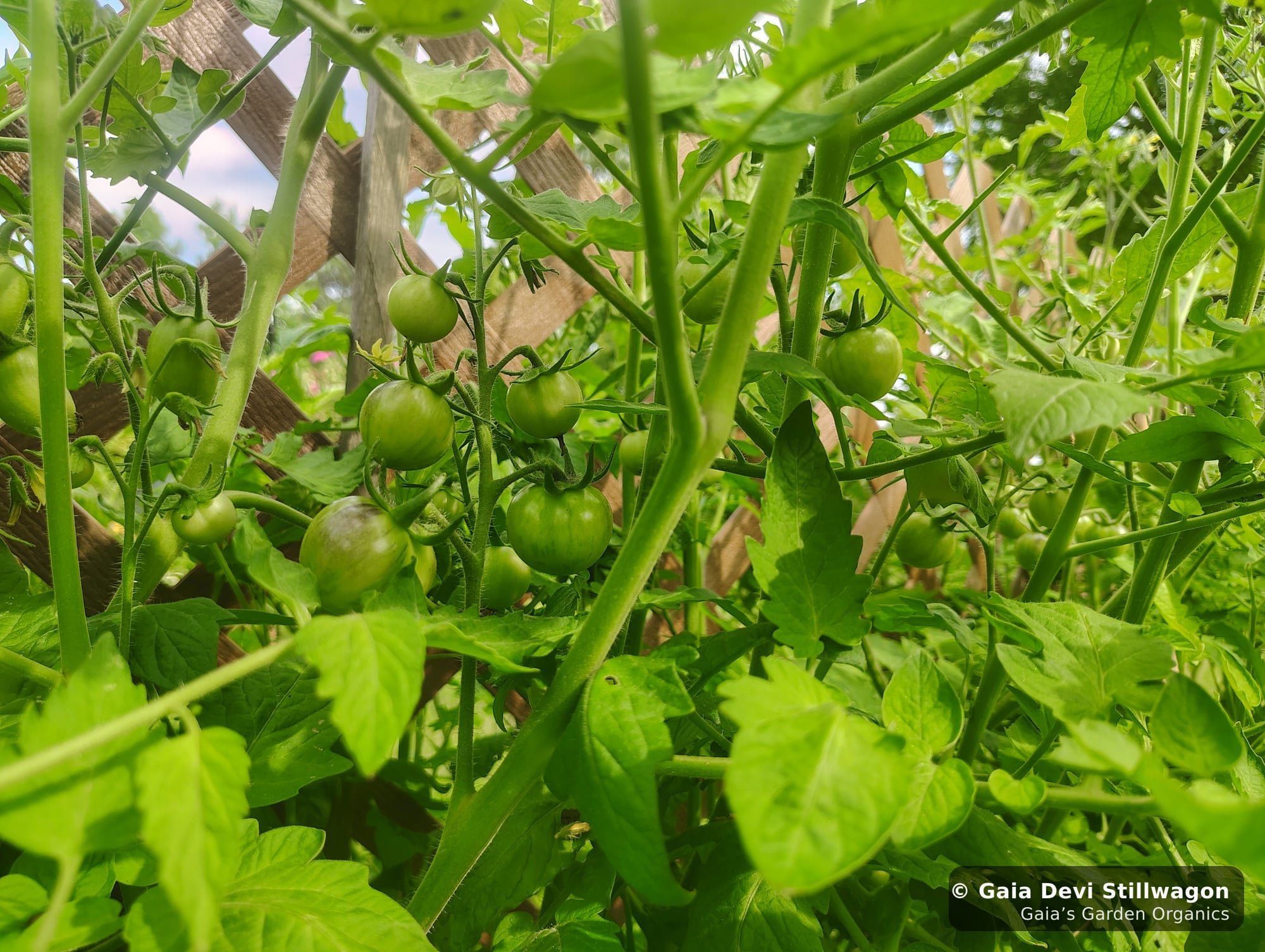 The medicinal herb garden at Gaia's Garden Organics, Umpire, Arkansas · Gaia Devi, clinical herbalist