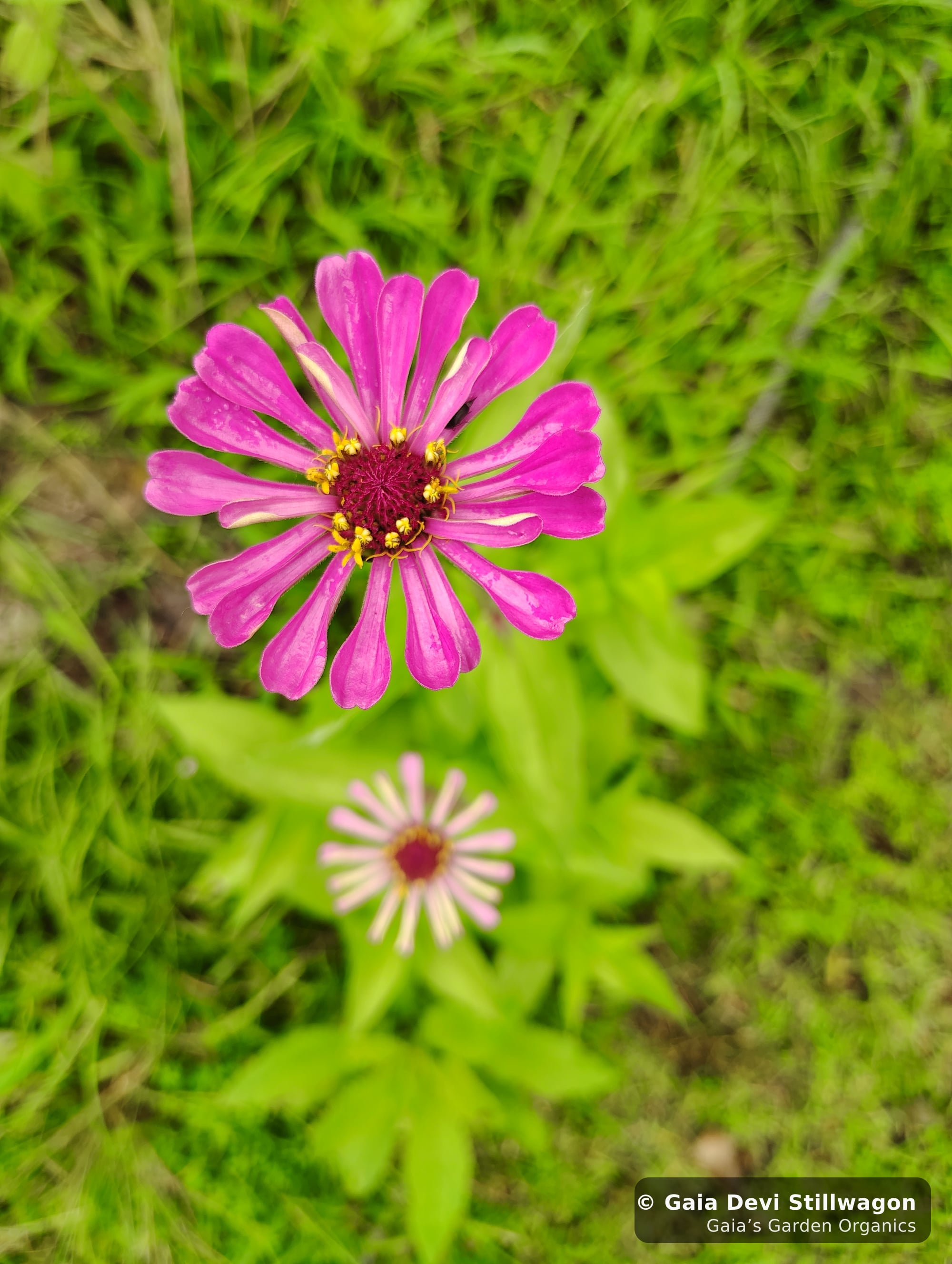 The medicinal herb garden at Gaia's Garden Organics, Umpire, Arkansas · Gaia Devi, clinical herbalist