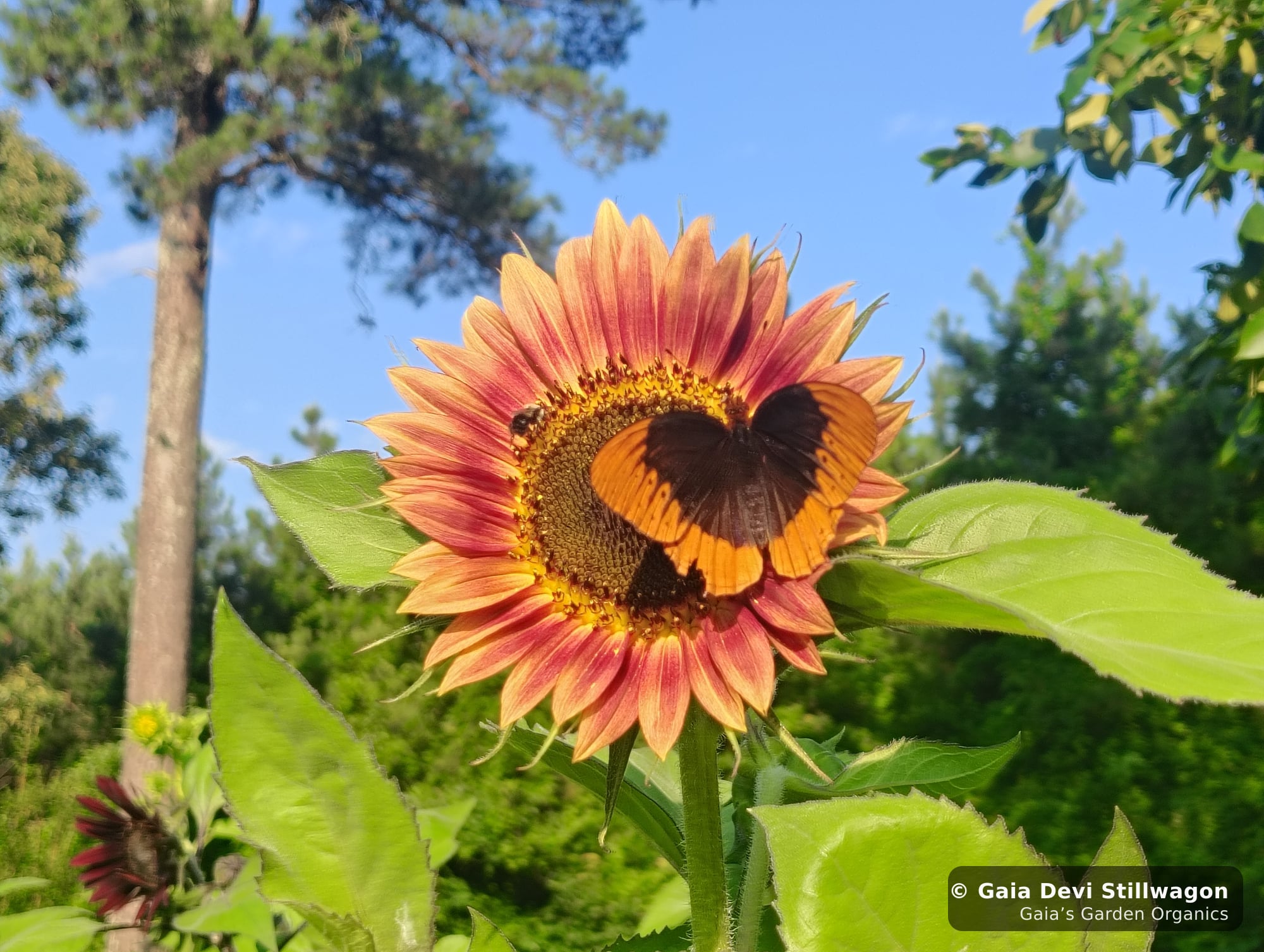 The medicinal herb garden at Gaia's Garden Organics, Umpire, Arkansas · Gaia Devi, clinical herbalist