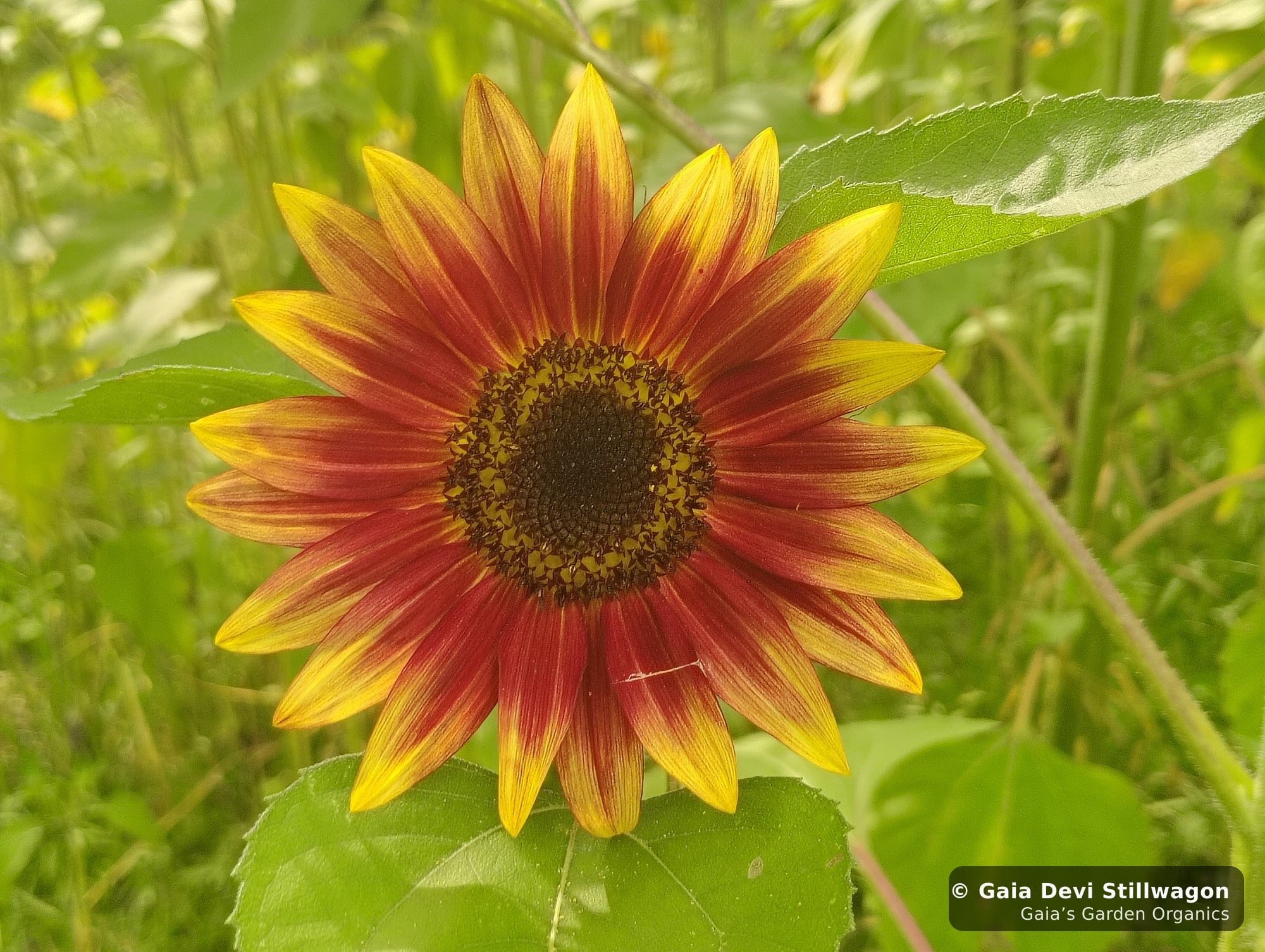 The medicinal herb garden at Gaia's Garden Organics, Umpire, Arkansas · Gaia Devi, clinical herbalist